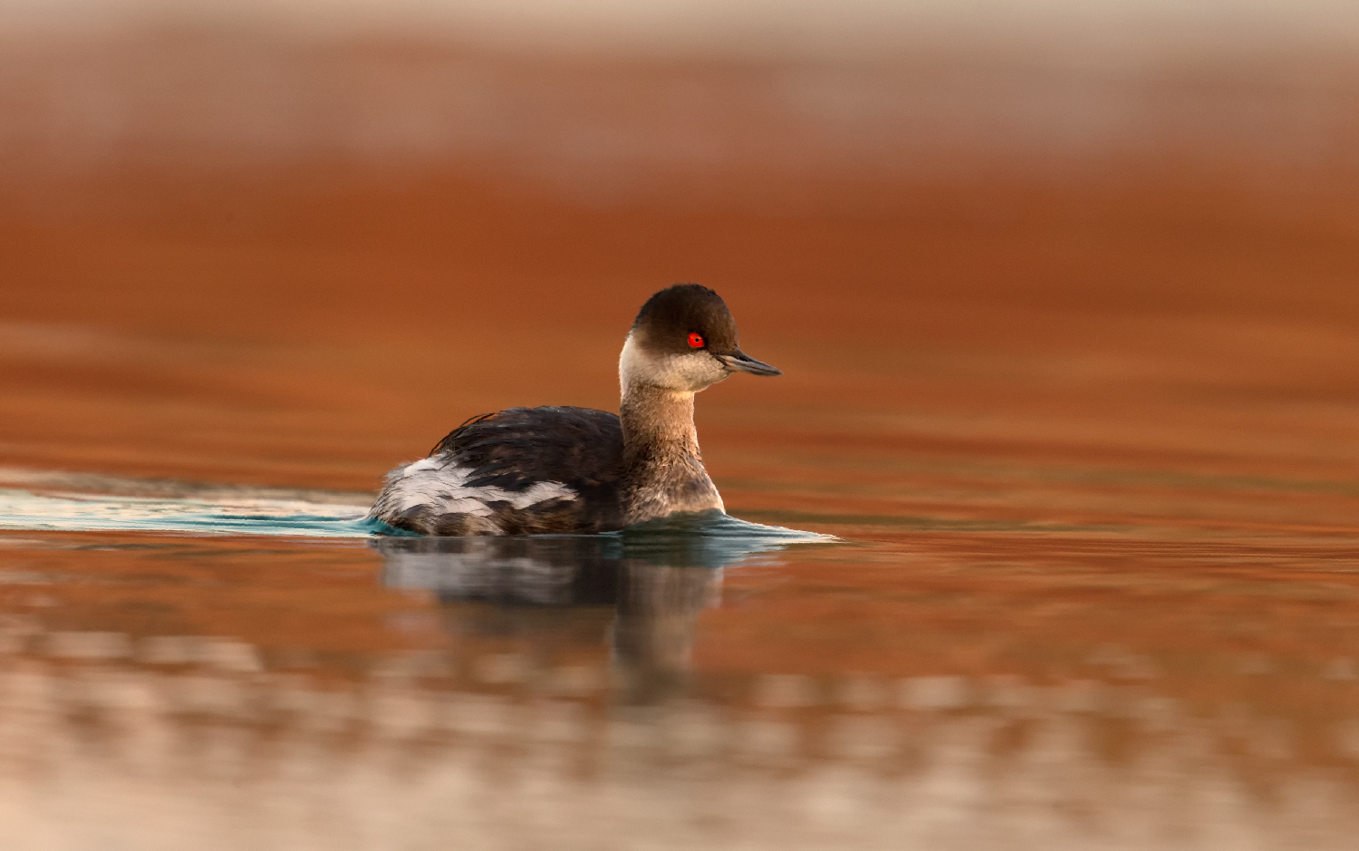 Grebe less