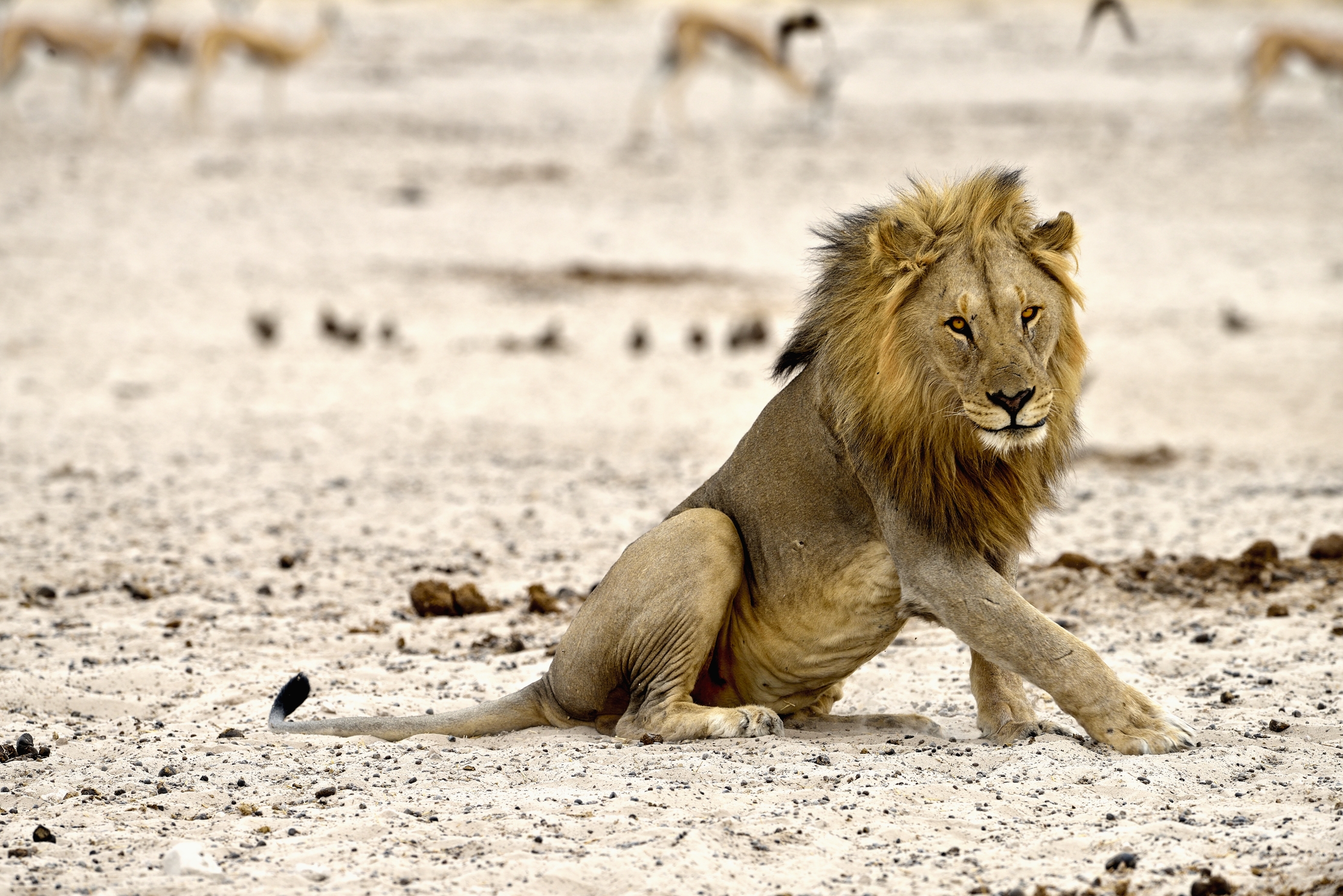 Etosha - Leone