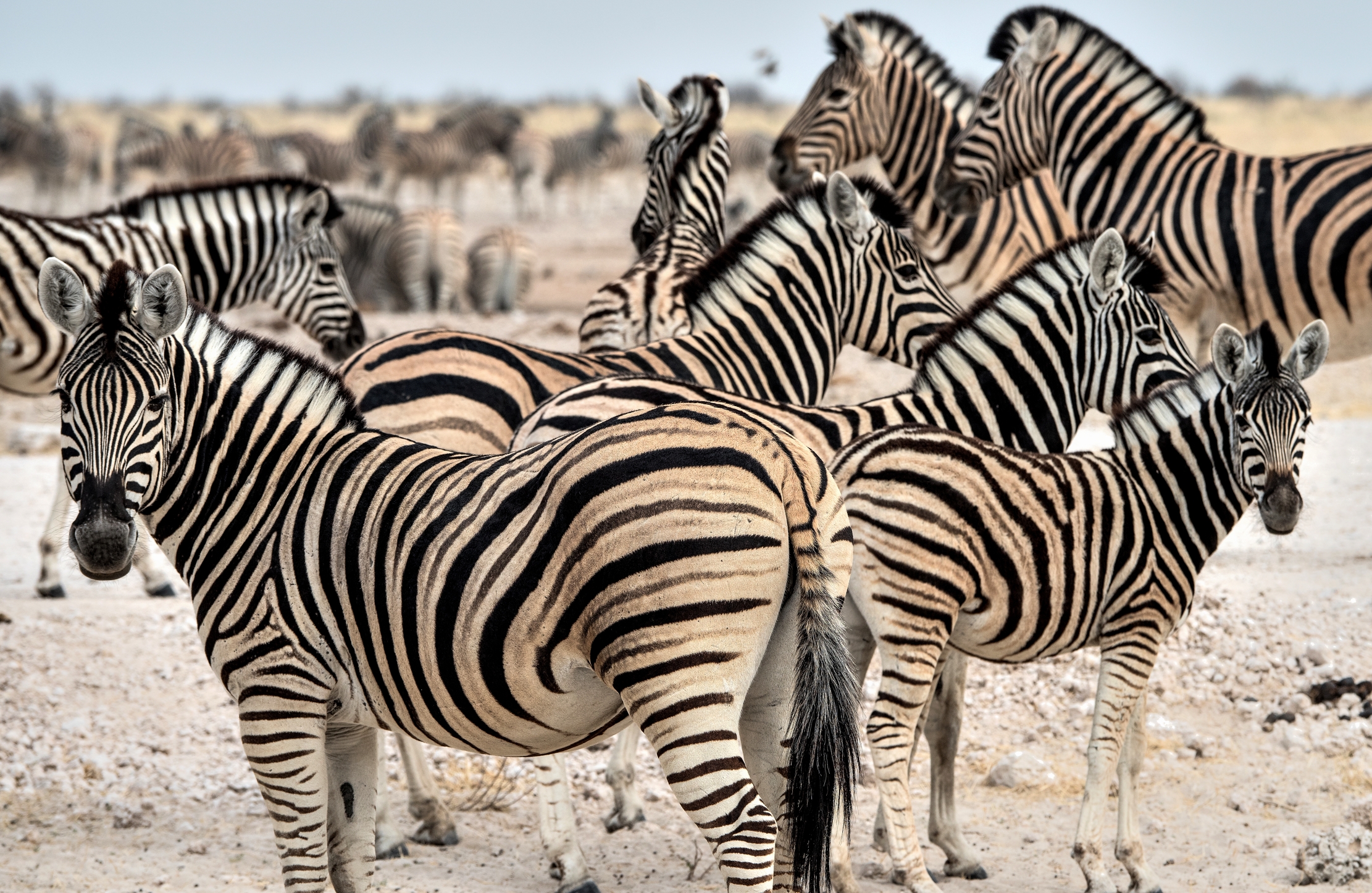 Etosha - Zebre
