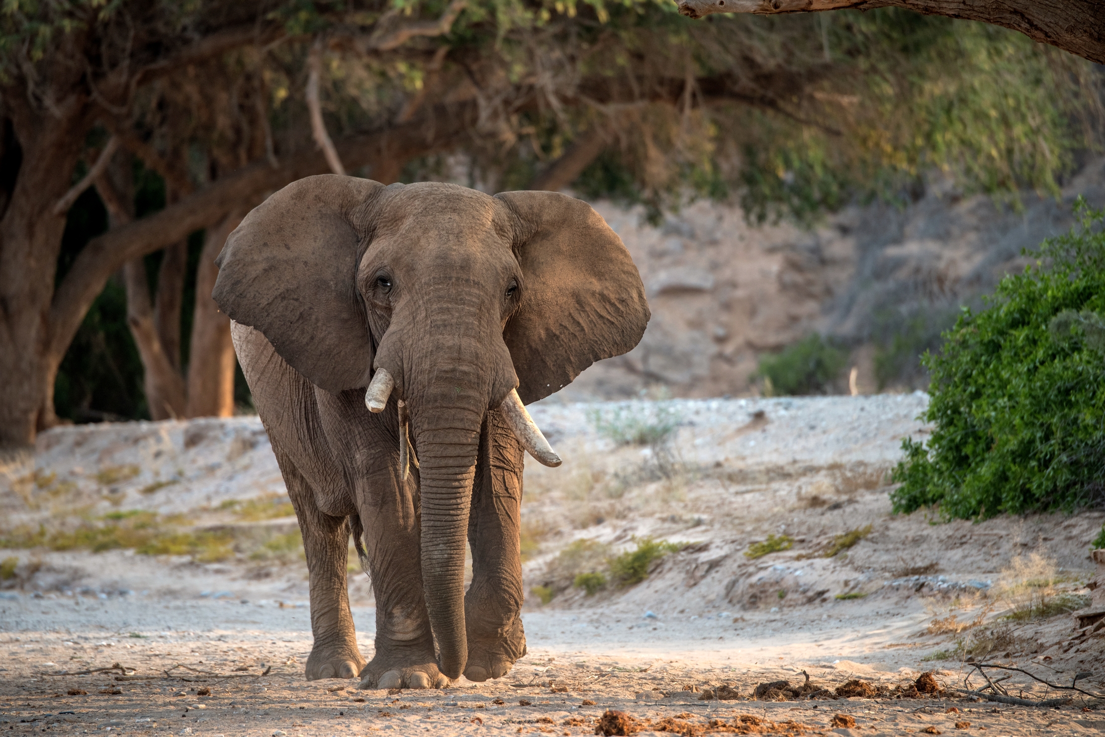 Deserto del Kaokoland - Elefante