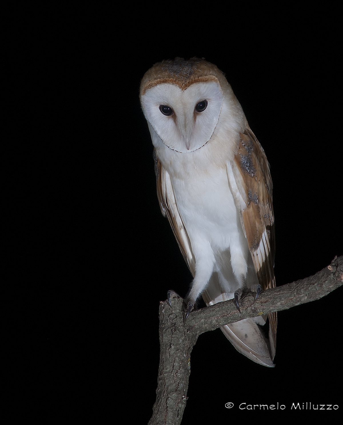 Barn owl  _ritratto di Barbagianni_