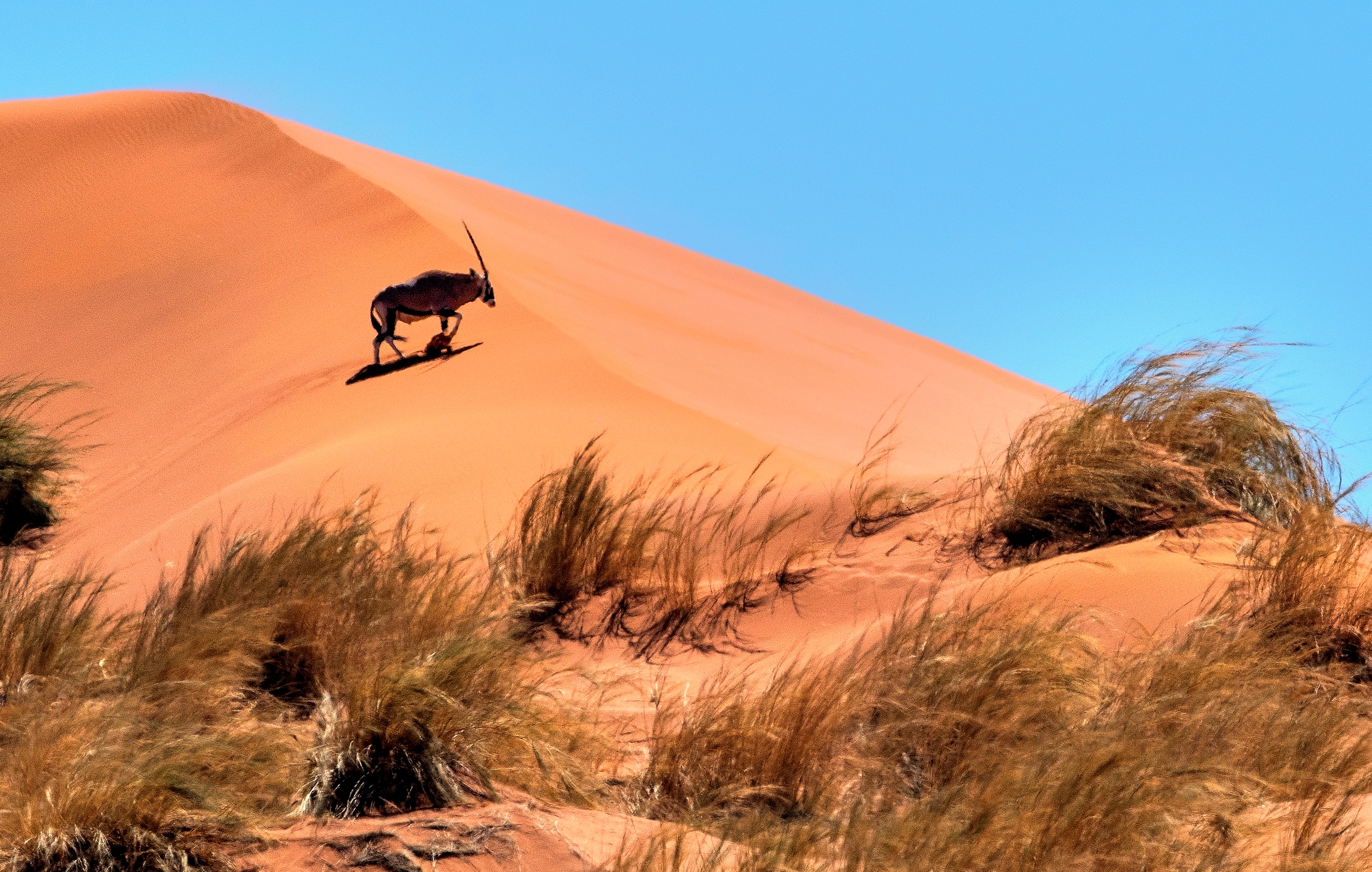 Deserto del Namib - Orix