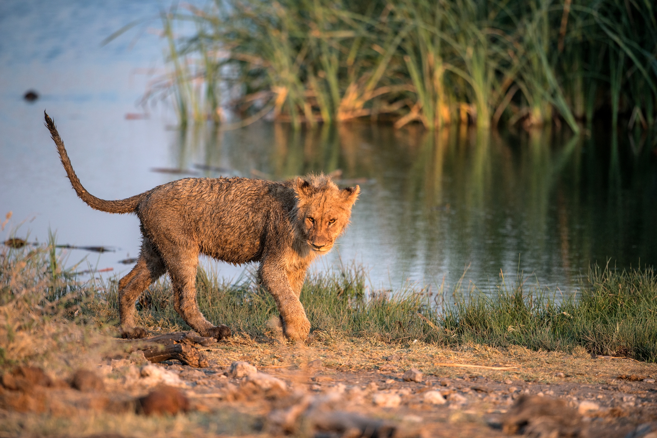 Etosha - Giovaei Leone