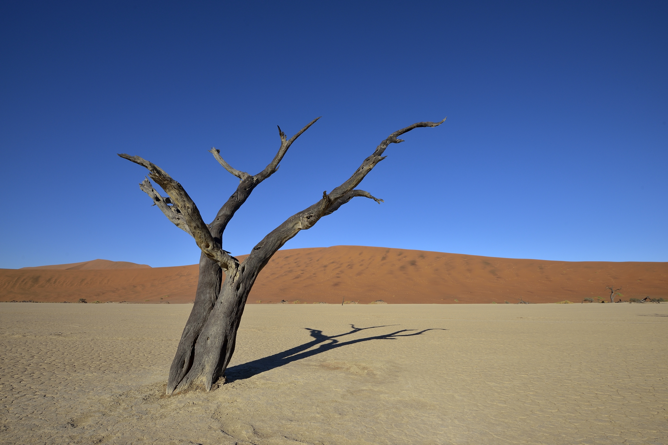 Deserto del Namib - Deadvlei
