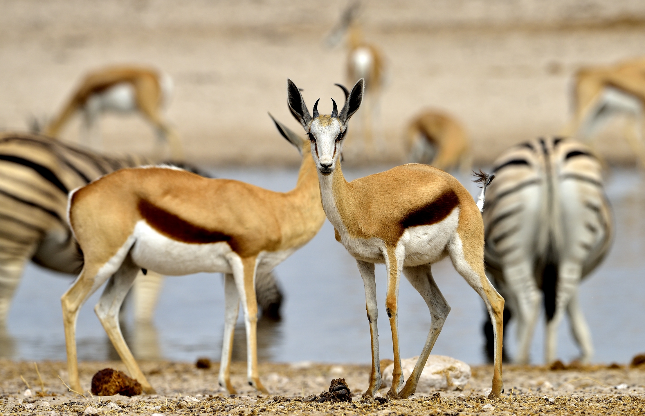 Etosha - Springbok