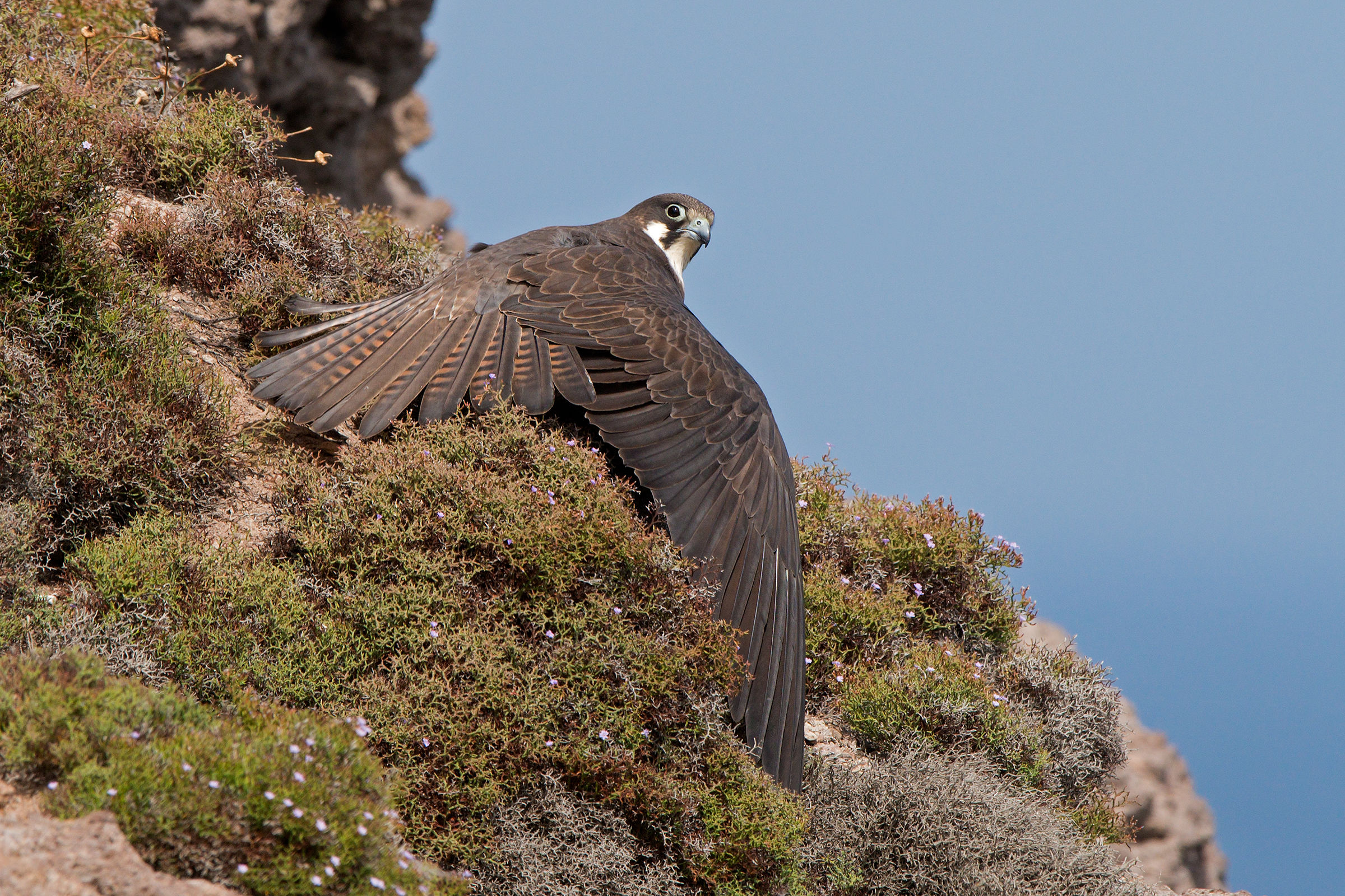 Eleonora's falcon while it dries.
