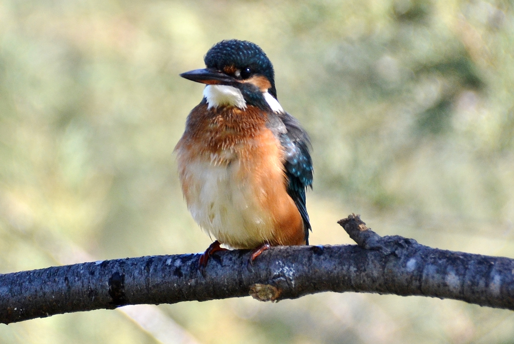 Kingfisher d3100-18 1/300