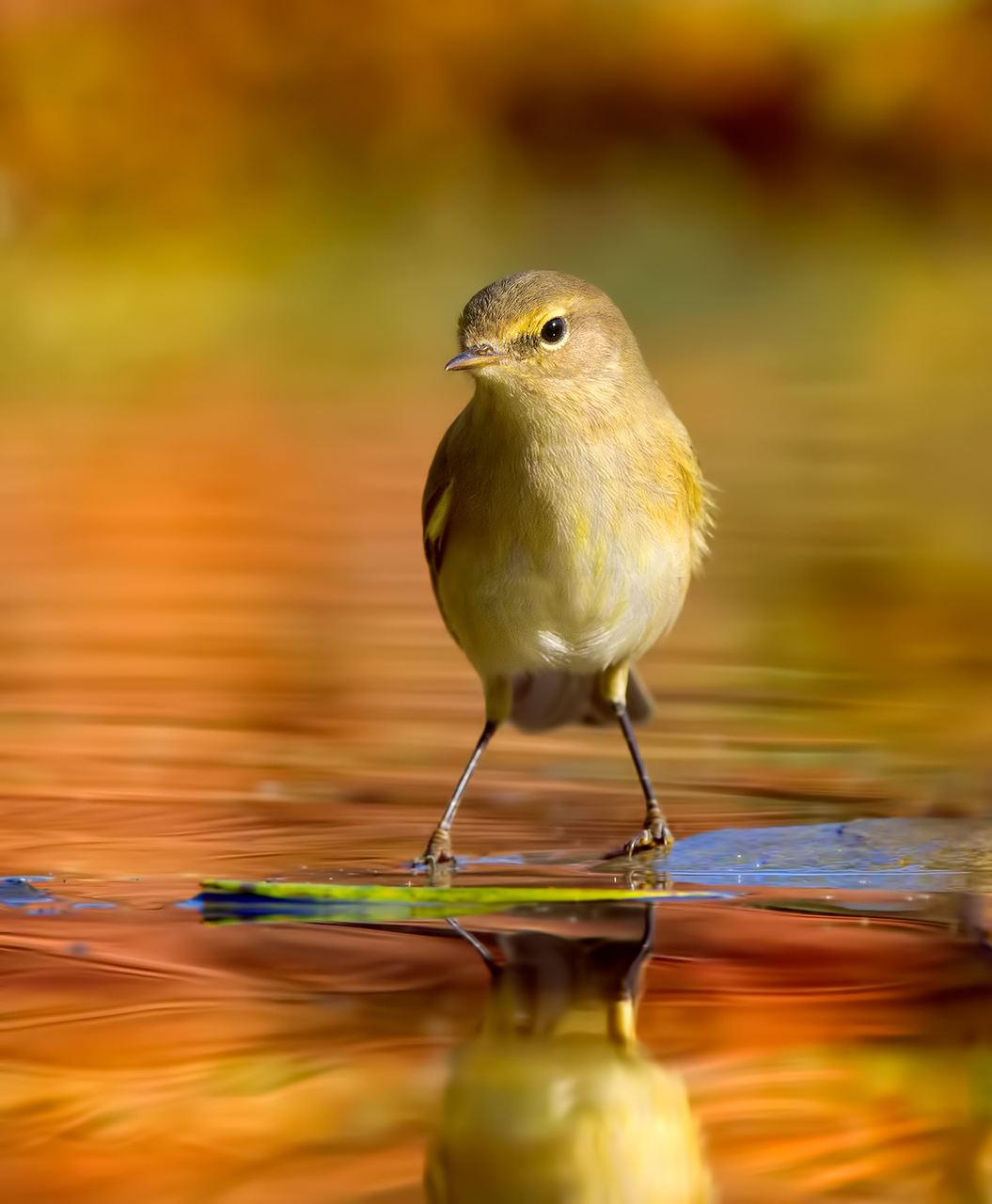 Chiffchaff