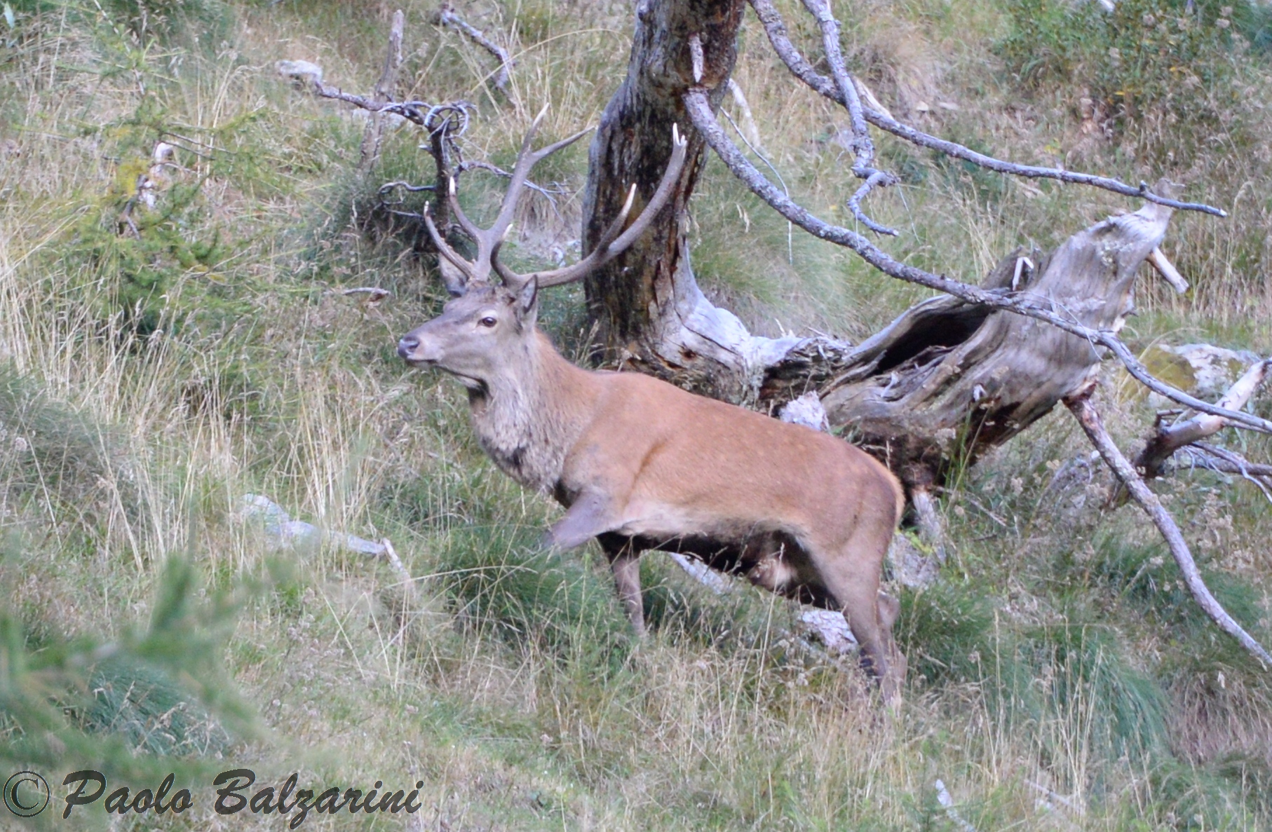 cervi parco nazionale dello stelvio