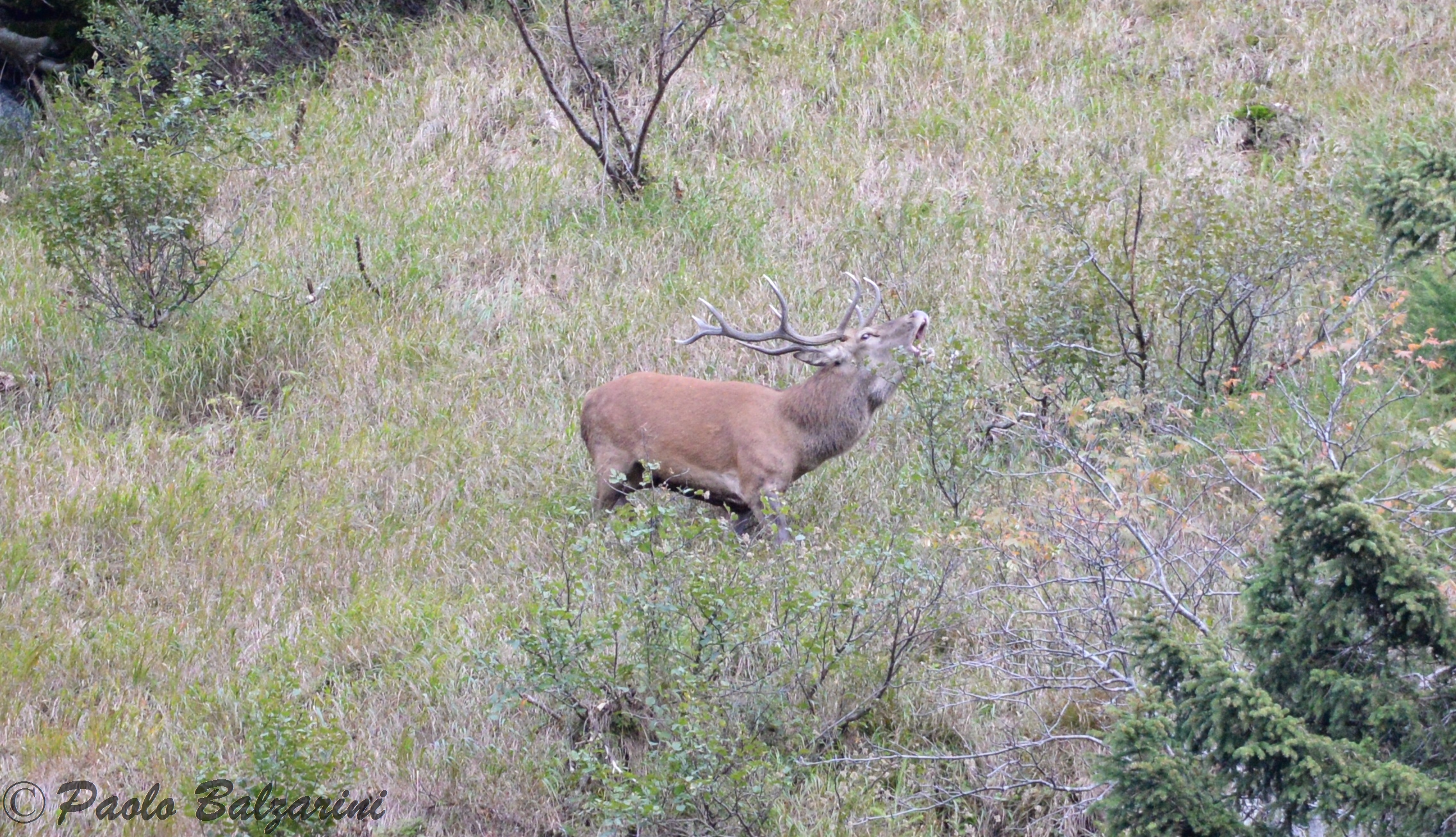 cervi parco nazionale dello stelvio