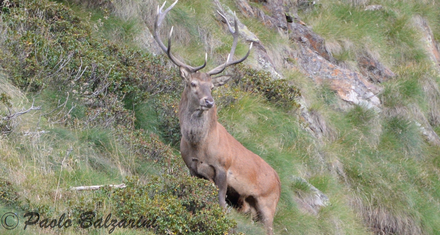 cervi parco nazionale dello stelvio