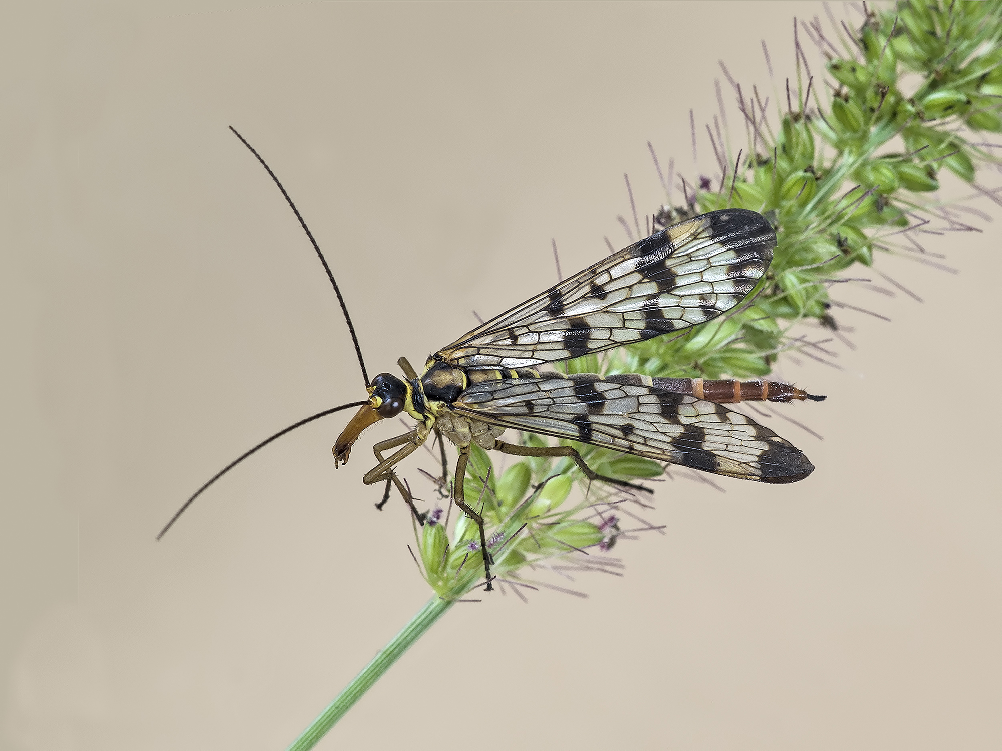 scorpion fly