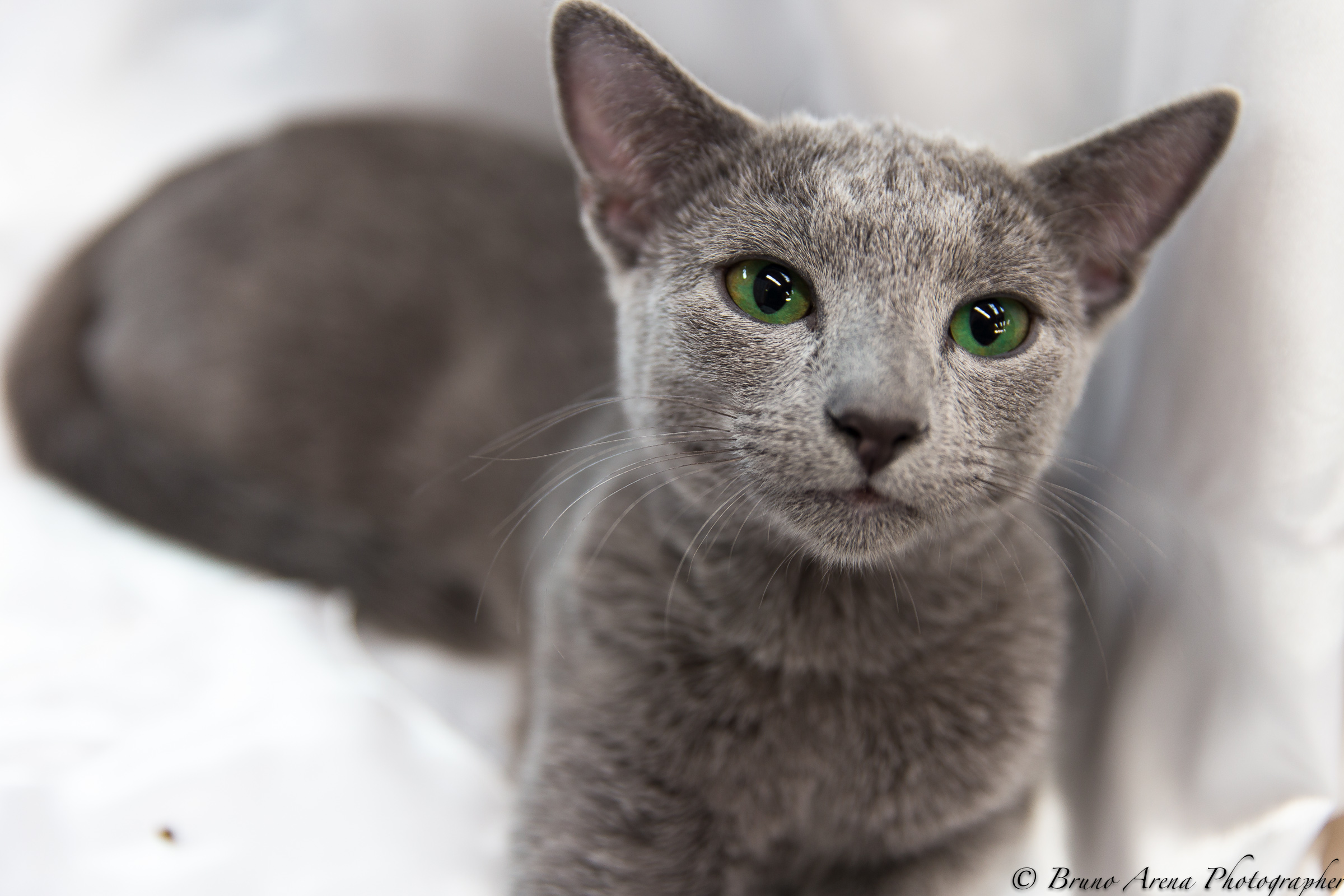 !!! ... Green eyes ...