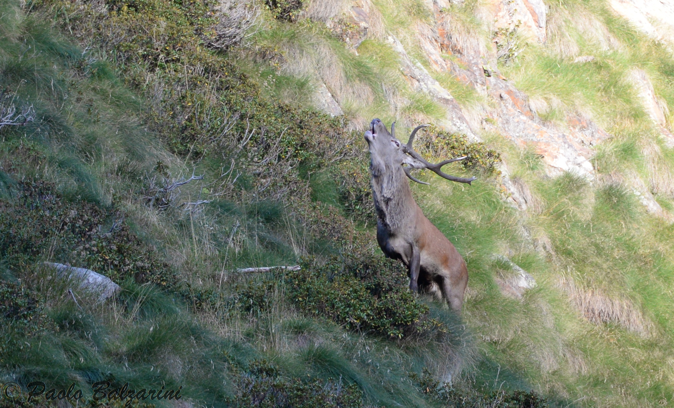 cervi parco nazionale dello stelvio