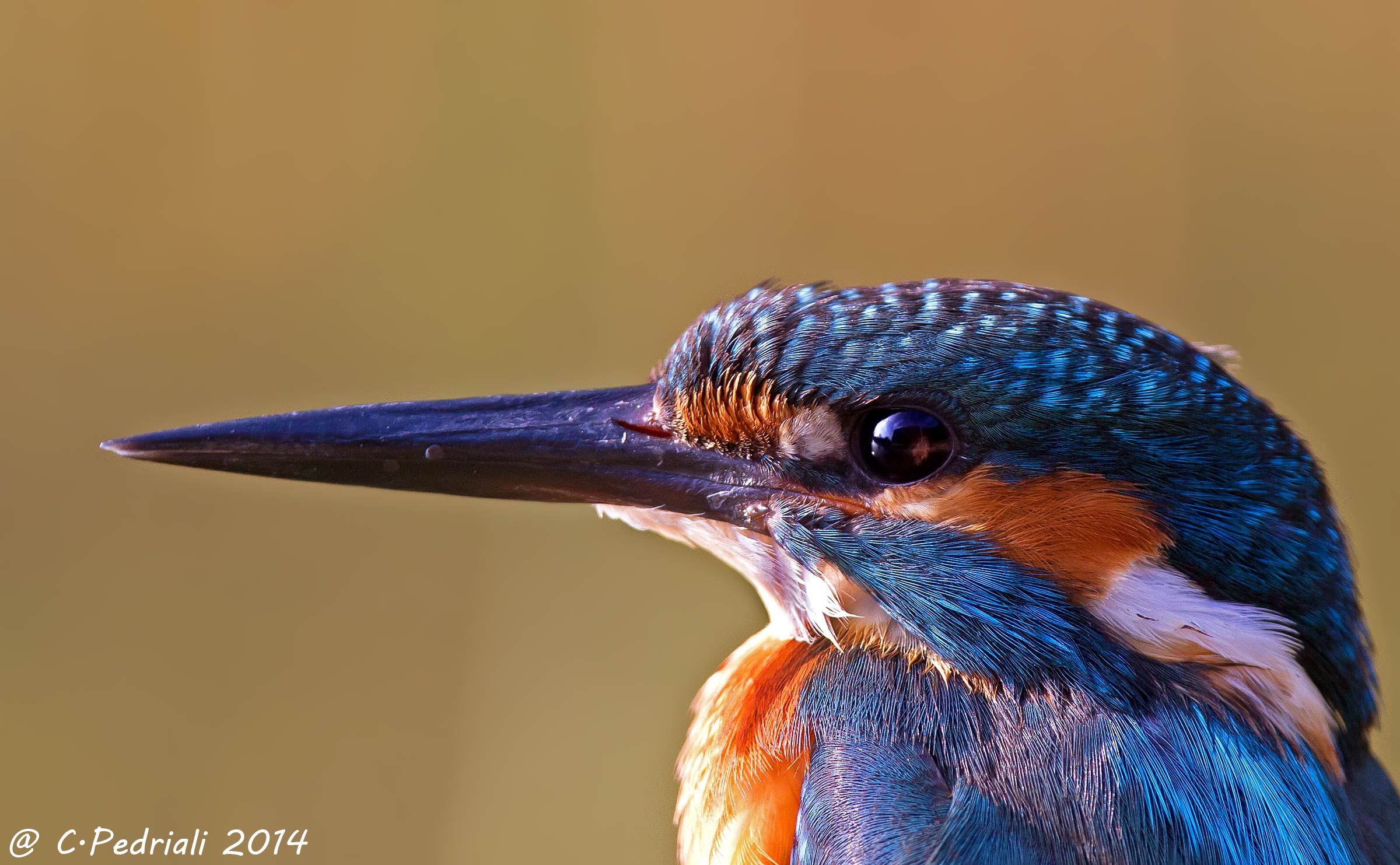 Martin's portrait ...