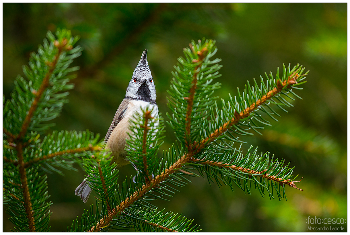 Lophophanes cristatus - Crested Tit - Crested Tit