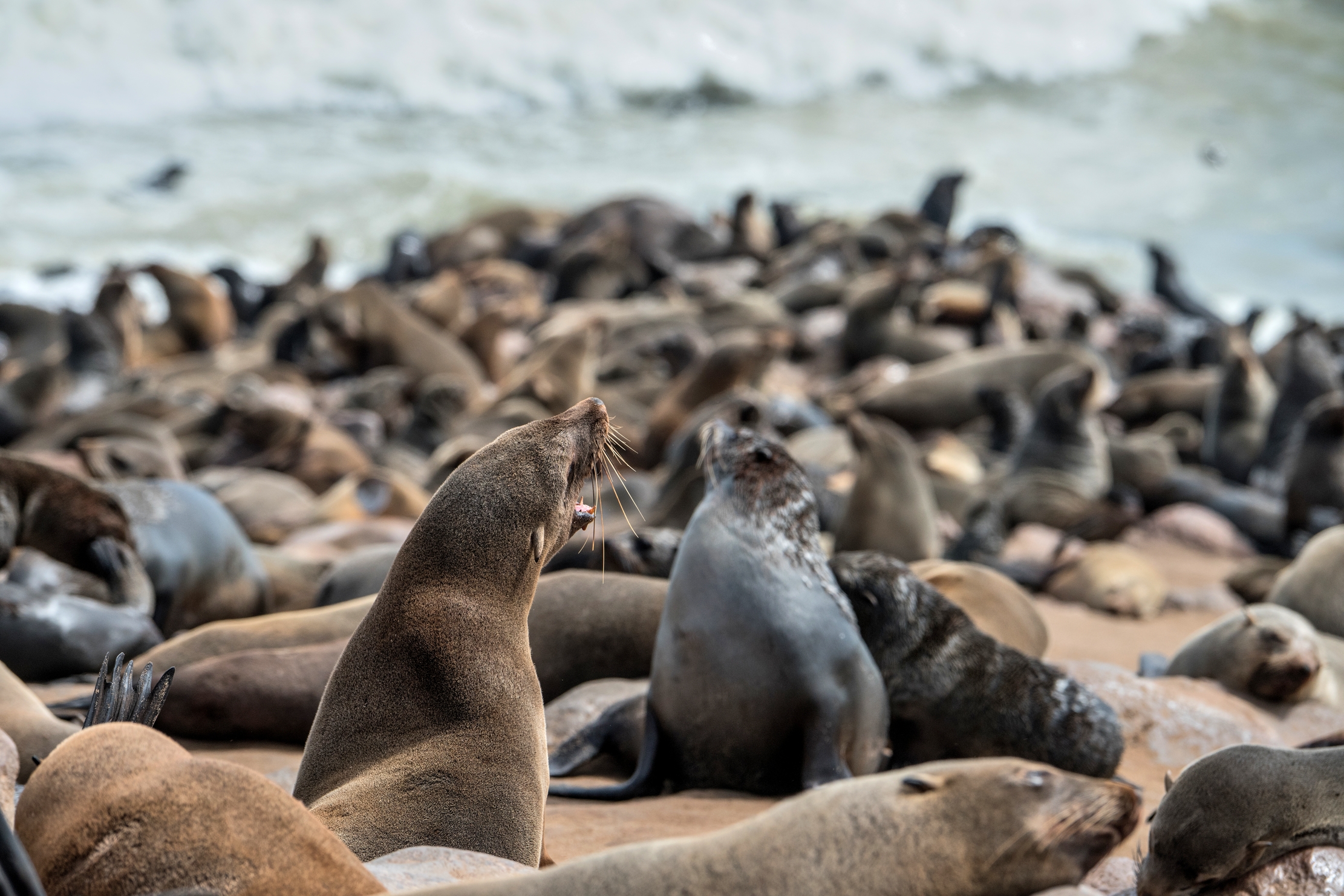 Skeleton Coast - Colonia di Otarie del Capo