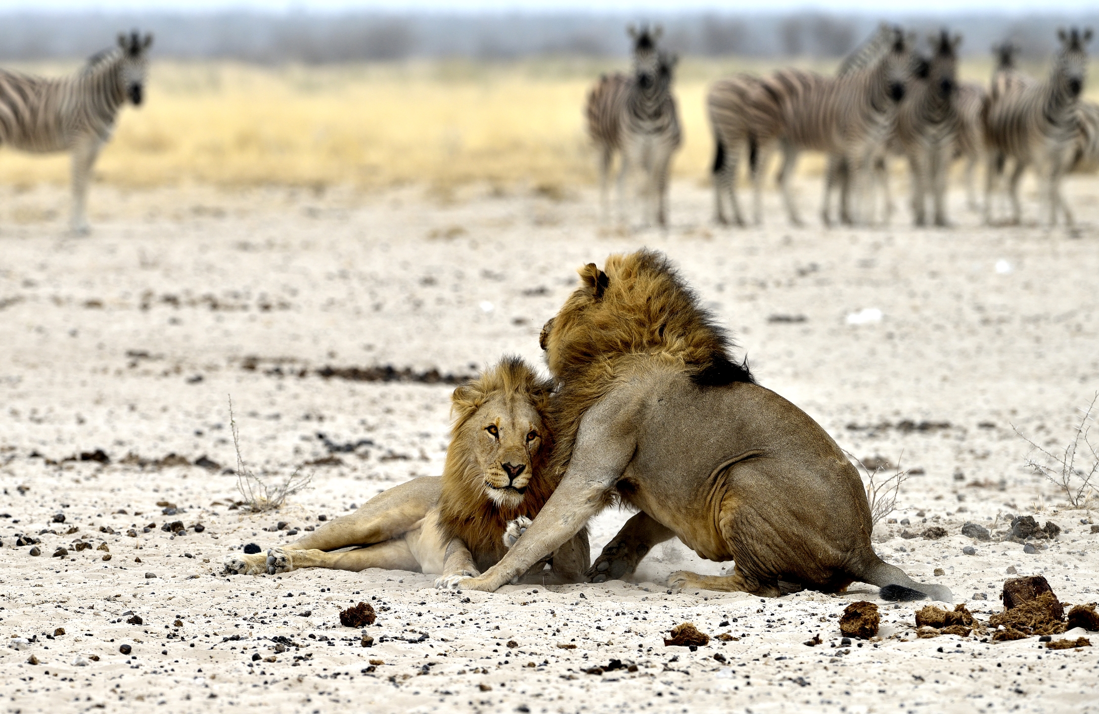 Etosha - Leoni e