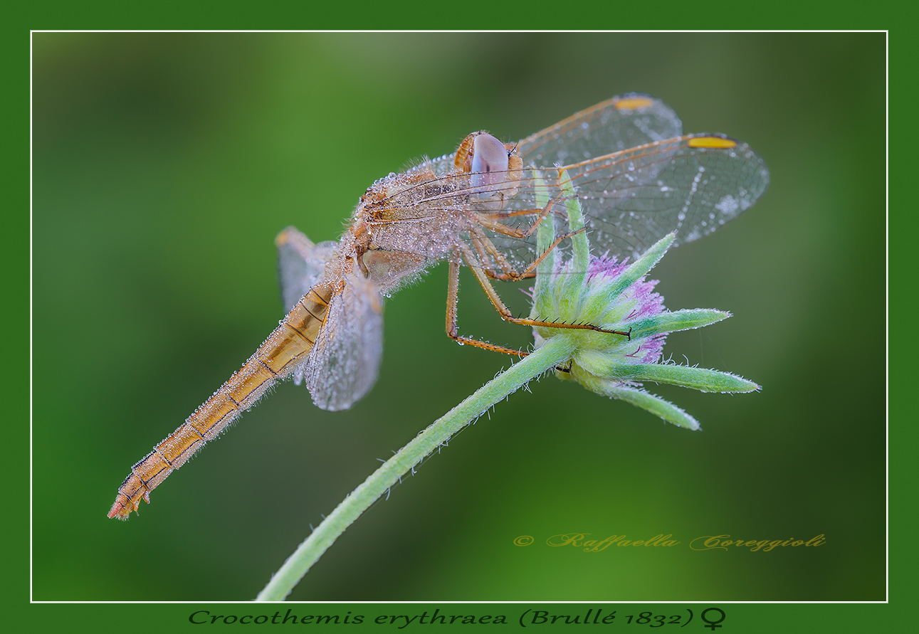 Crocothemis erythraea (Brullé 1832)