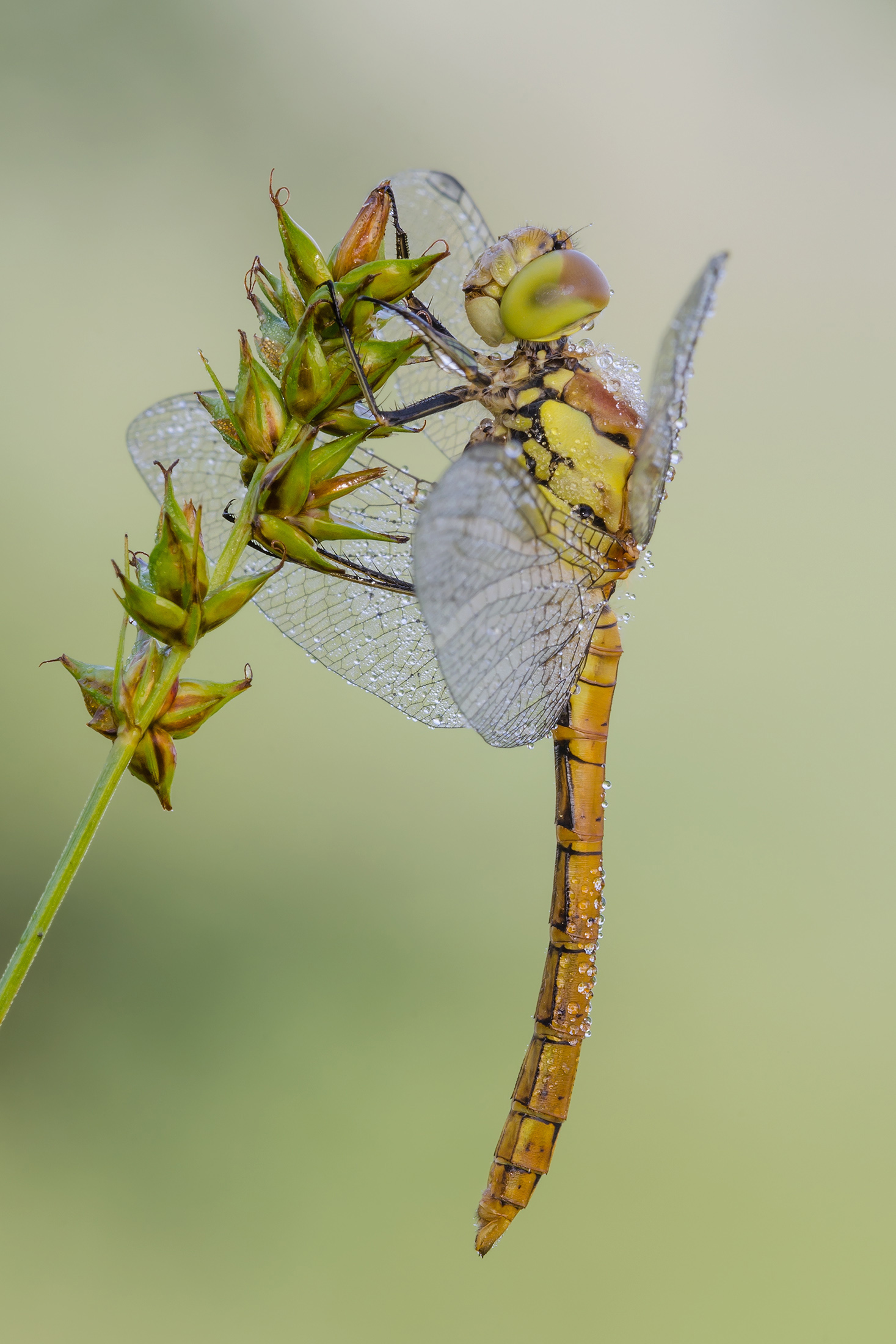 Sympetrum striolatum (Charpentier 1840)