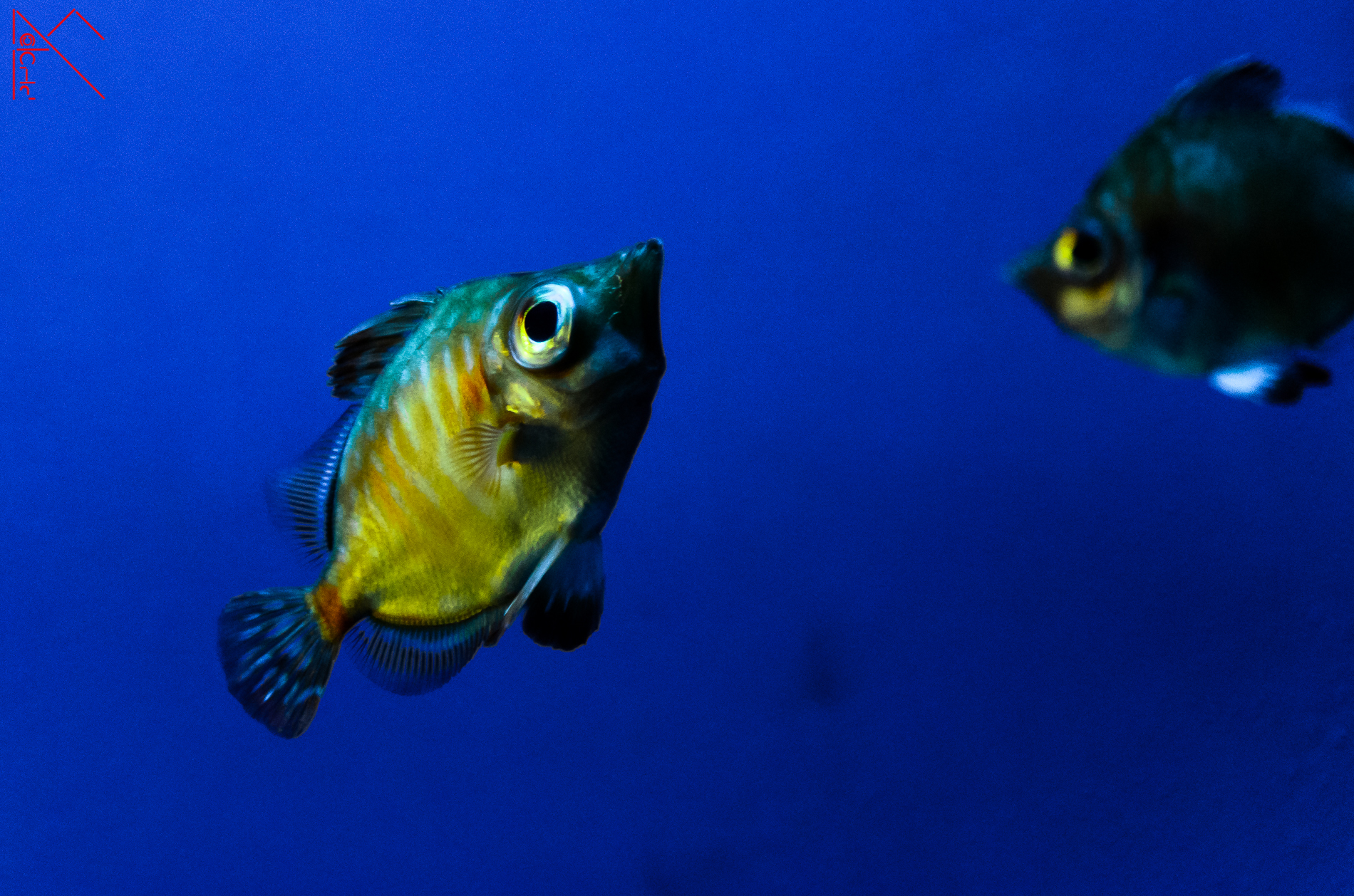 Hard to remember them all ...