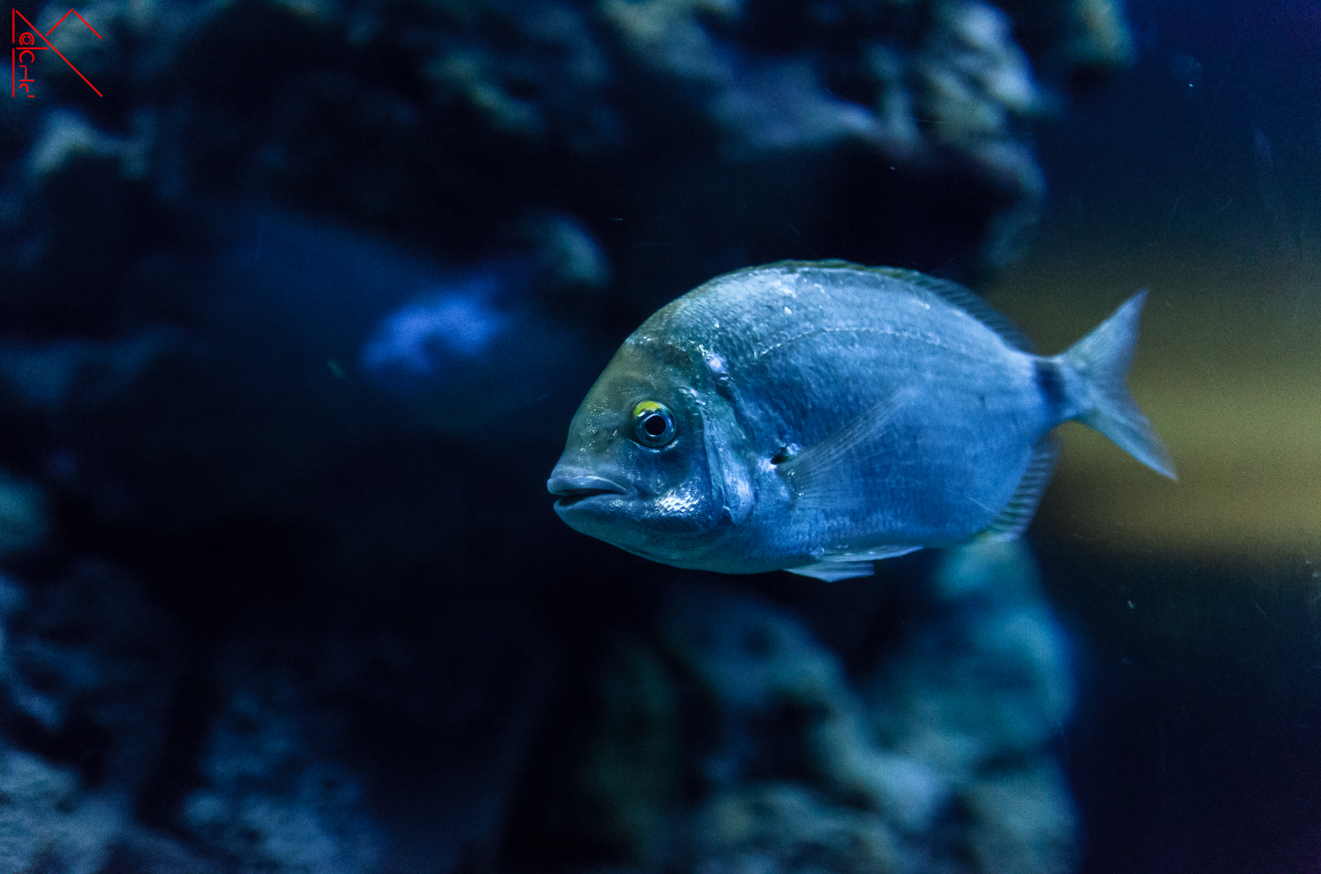 In the tub of eels ...