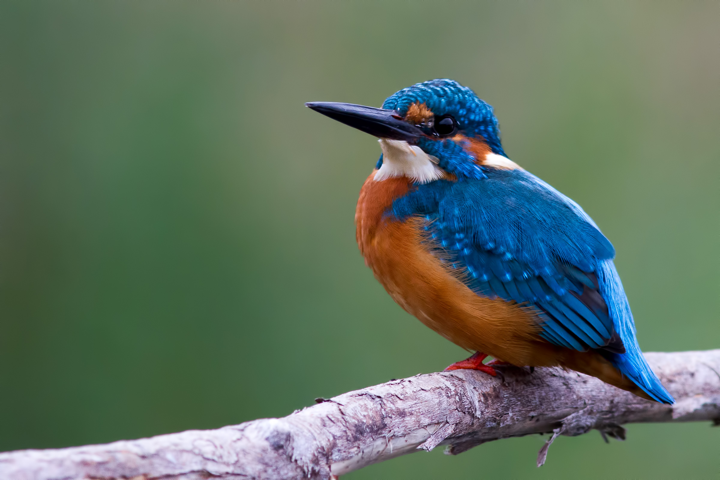 Kingfisher