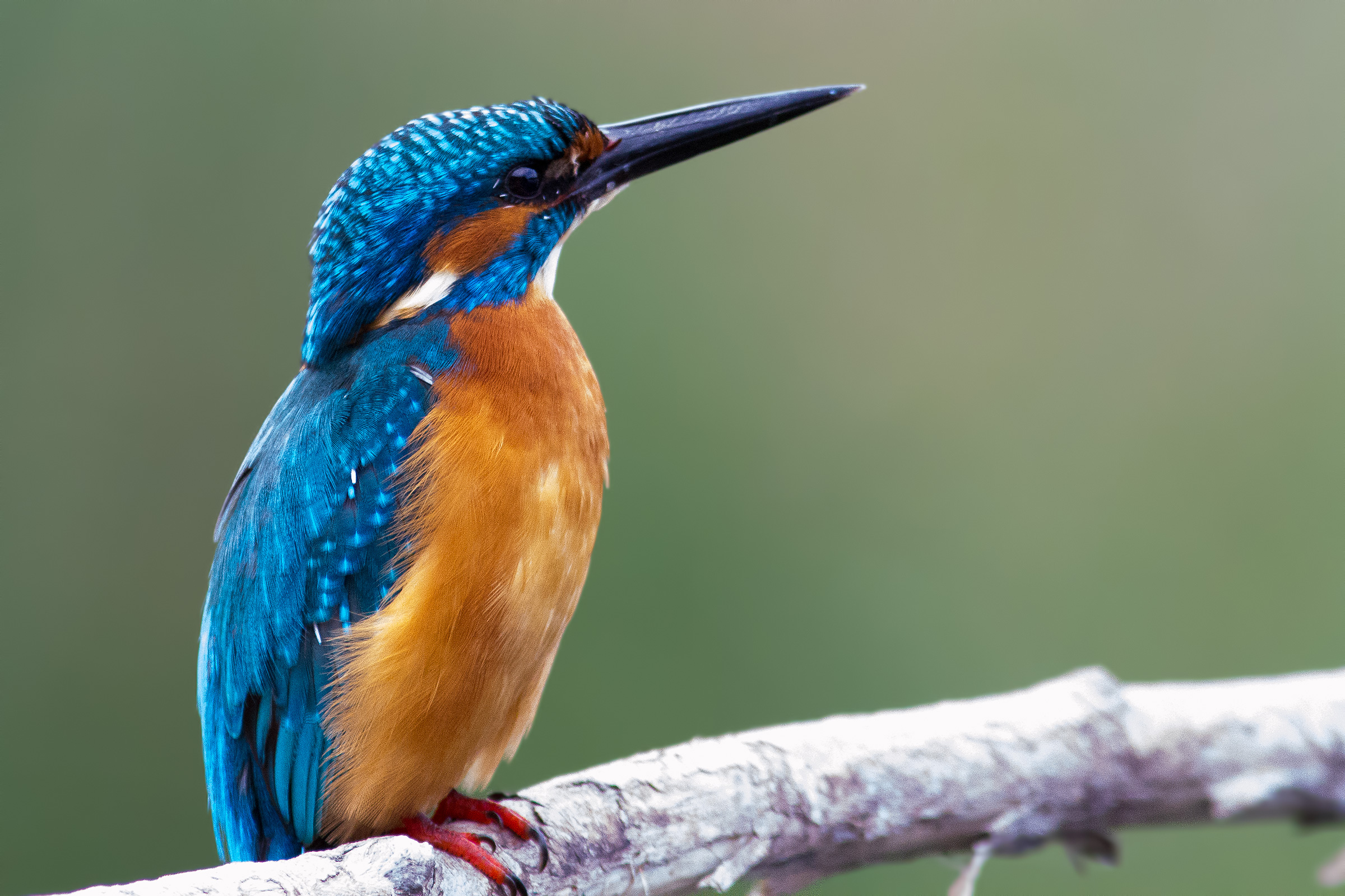 Kingfisher