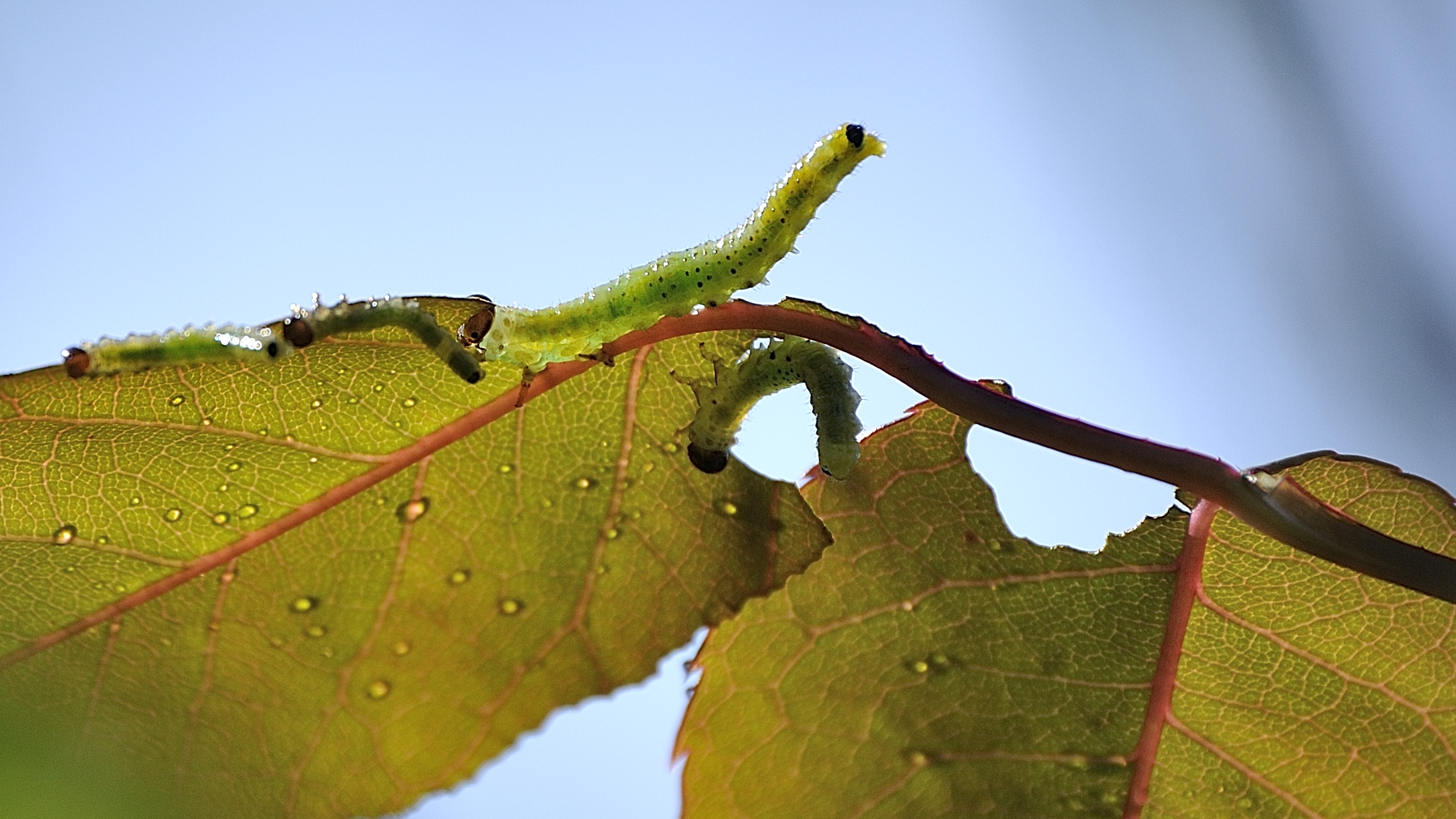 ate the leaf! better run away!