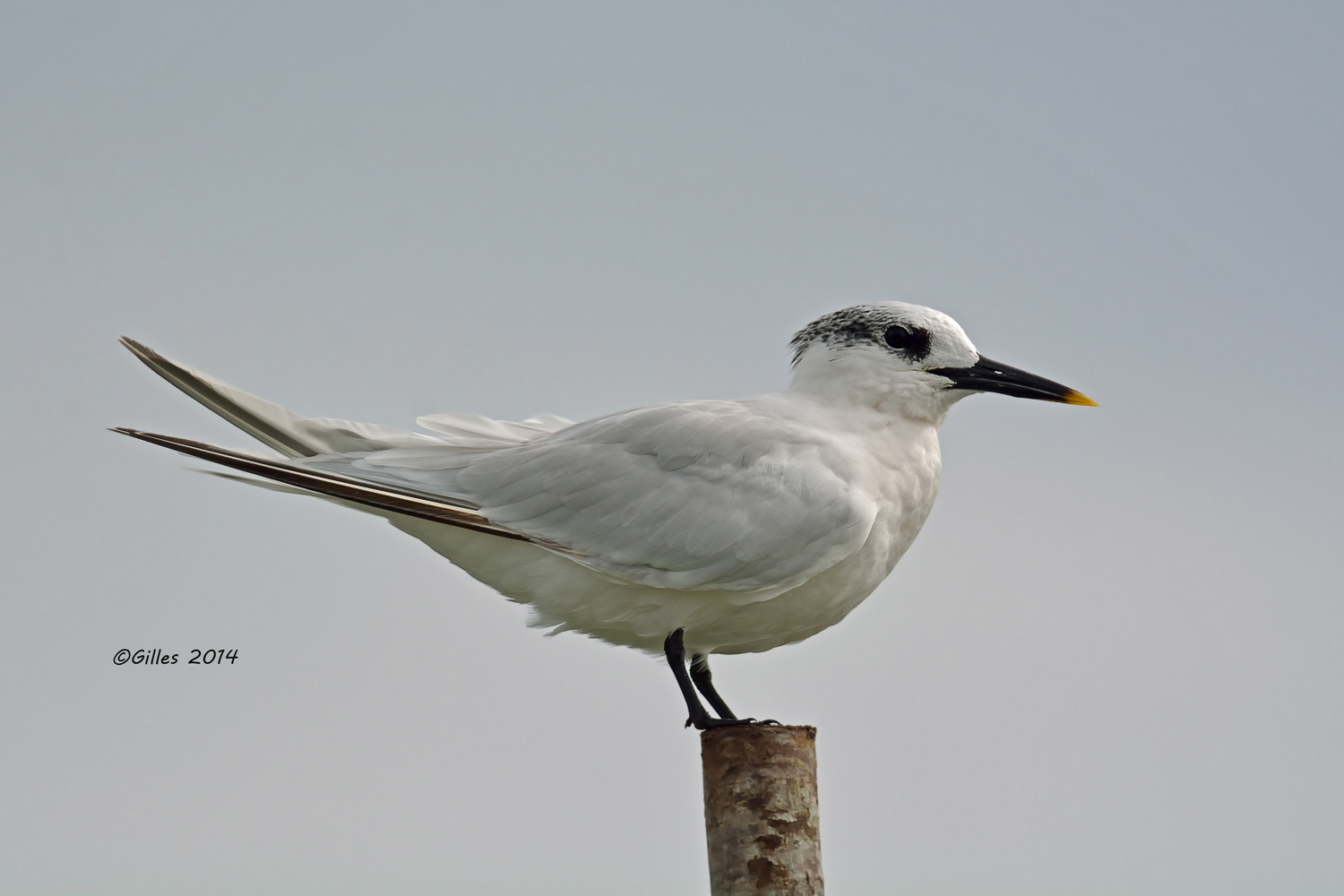 Sandwich Tern (Sterna sandvicensis)