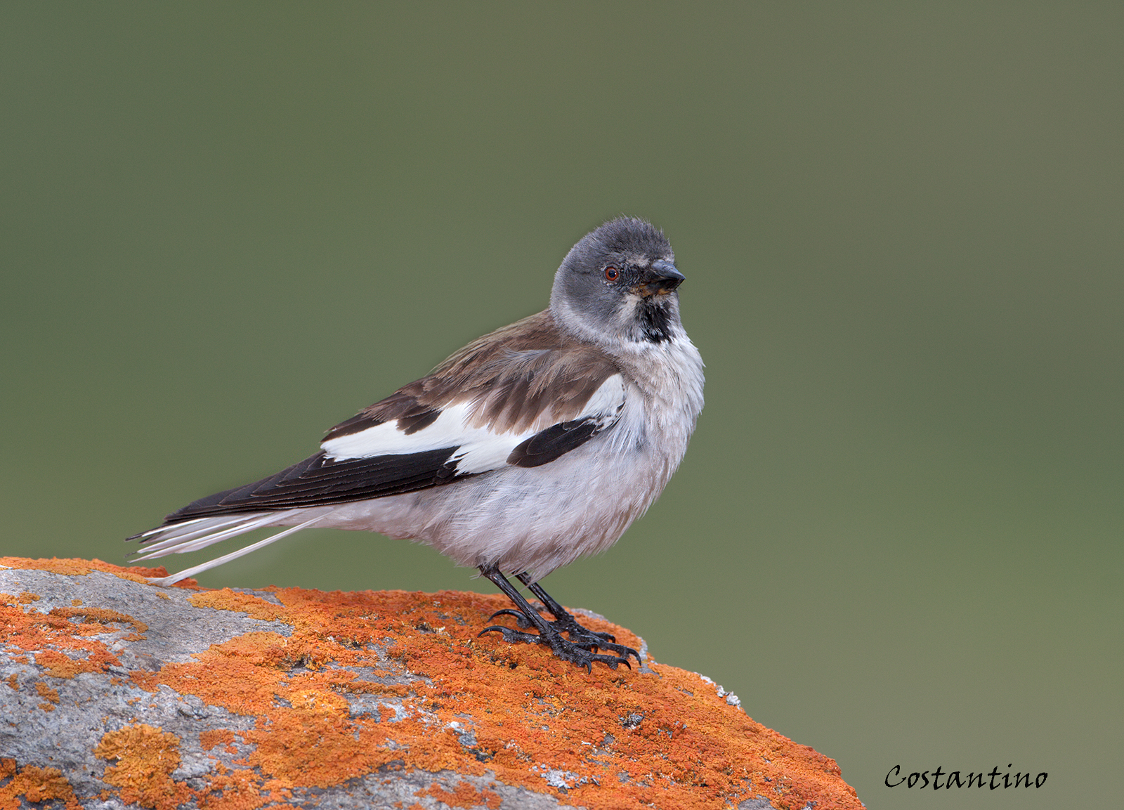 Alpine Chaffinch (Montifringilla nivalis)