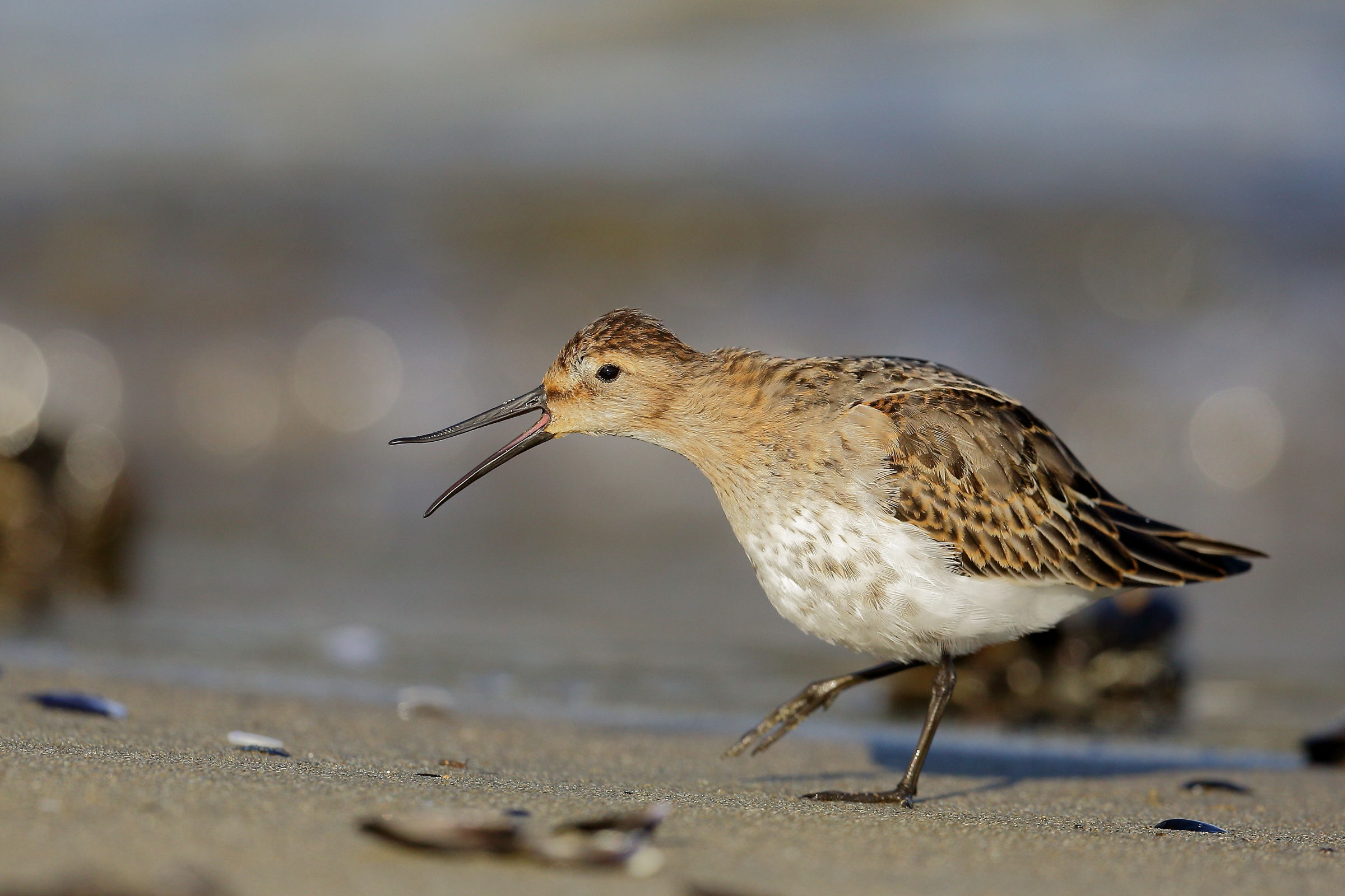 Dunlin