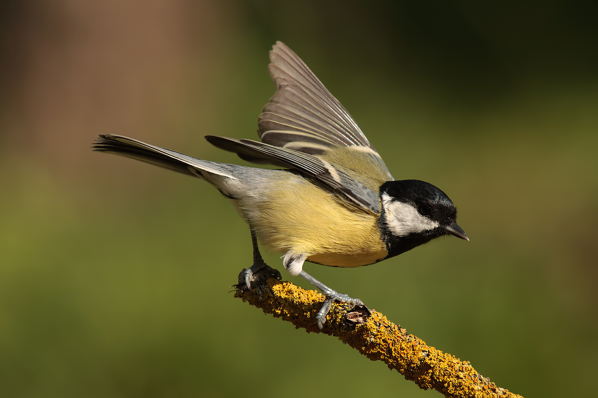 The arrival of the Great Tit