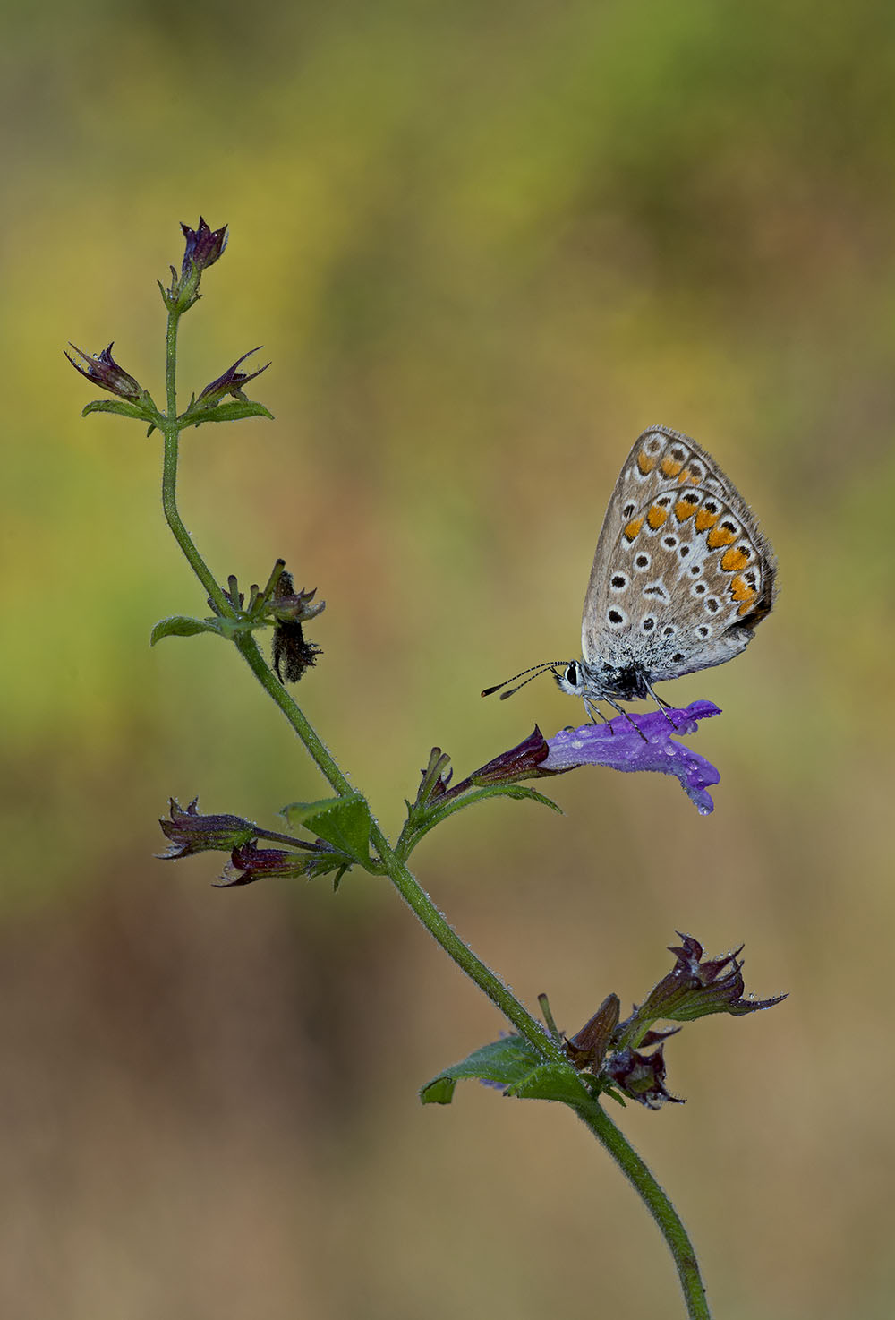 Polyommatus