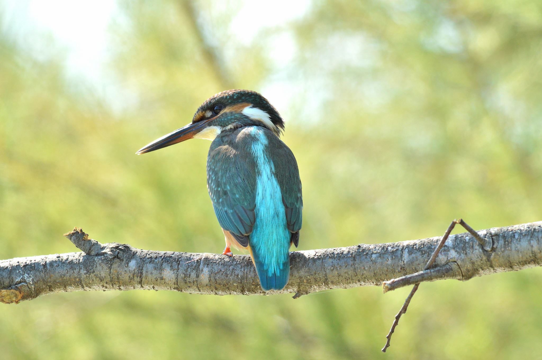 Martin pescatore ( Alcedo atthis )