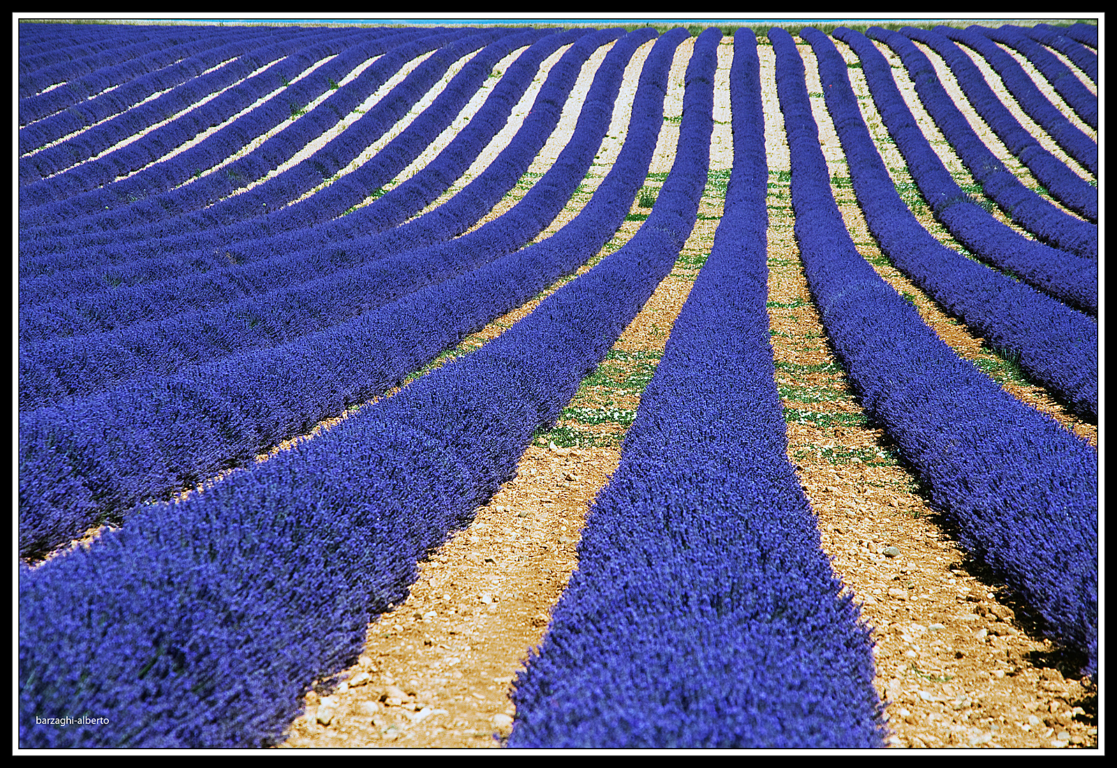 lavanda