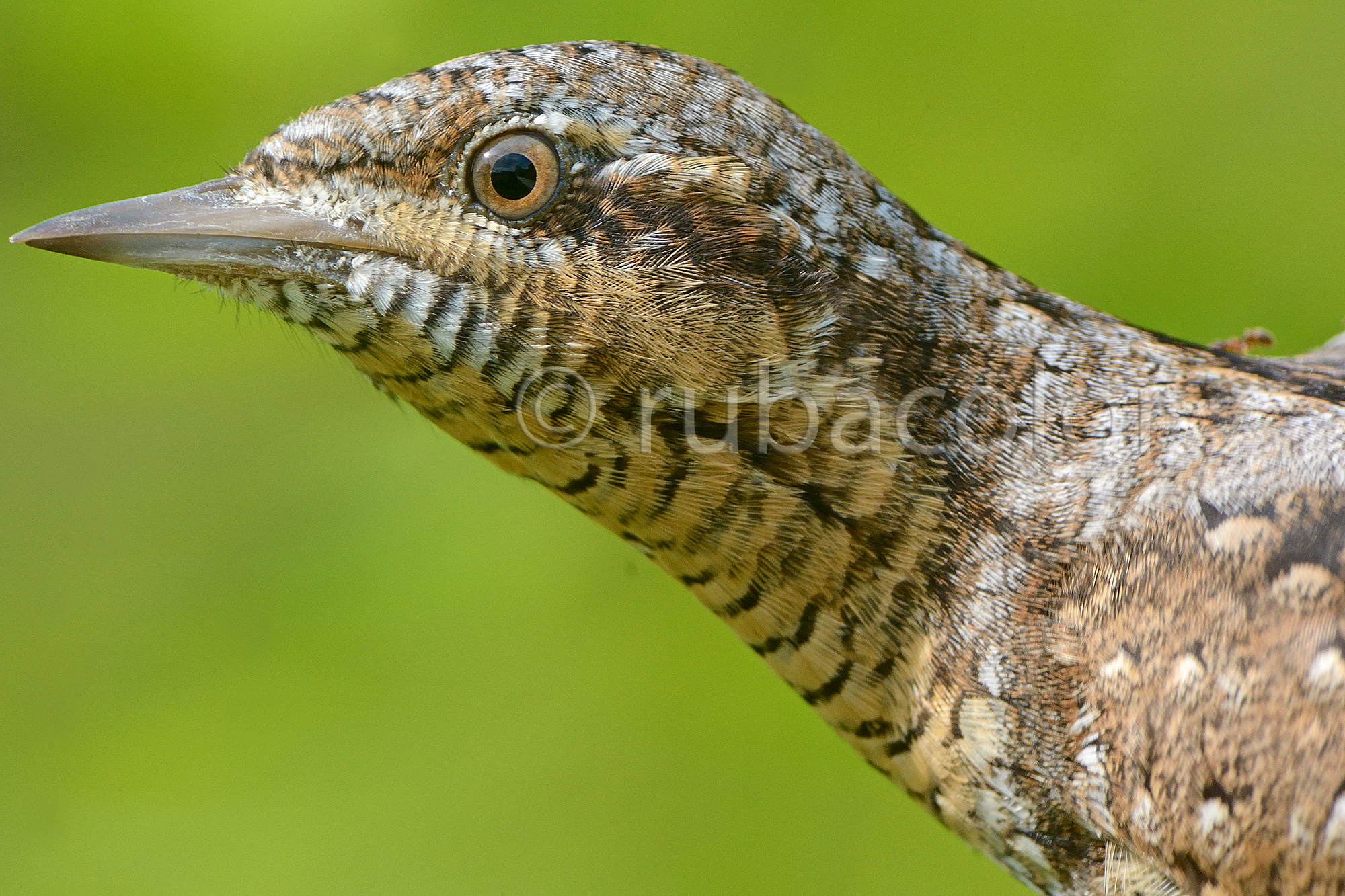 The eye of torticollis