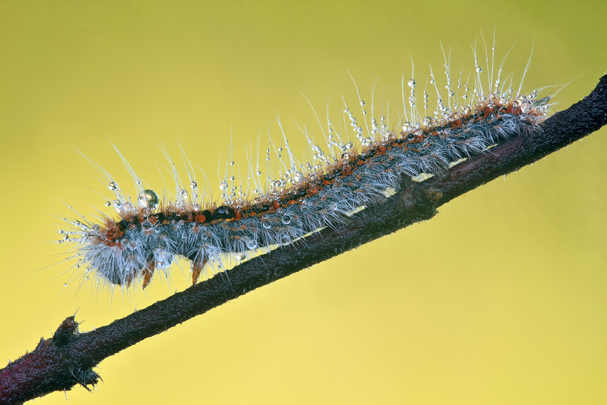 Who gives me a ascigamano ... ???