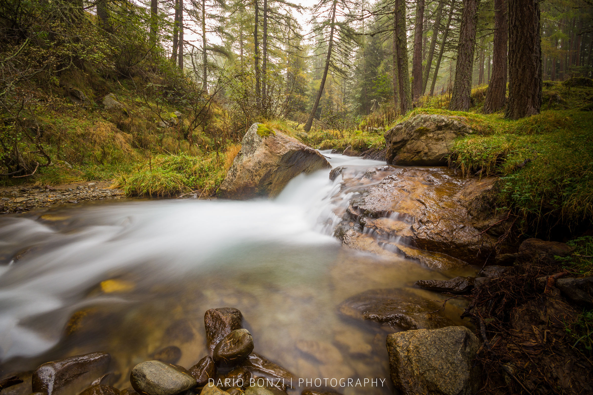 Torrente nella foresta nebbiosa