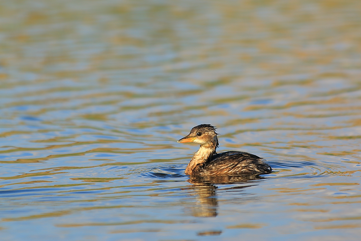 Little Grebe