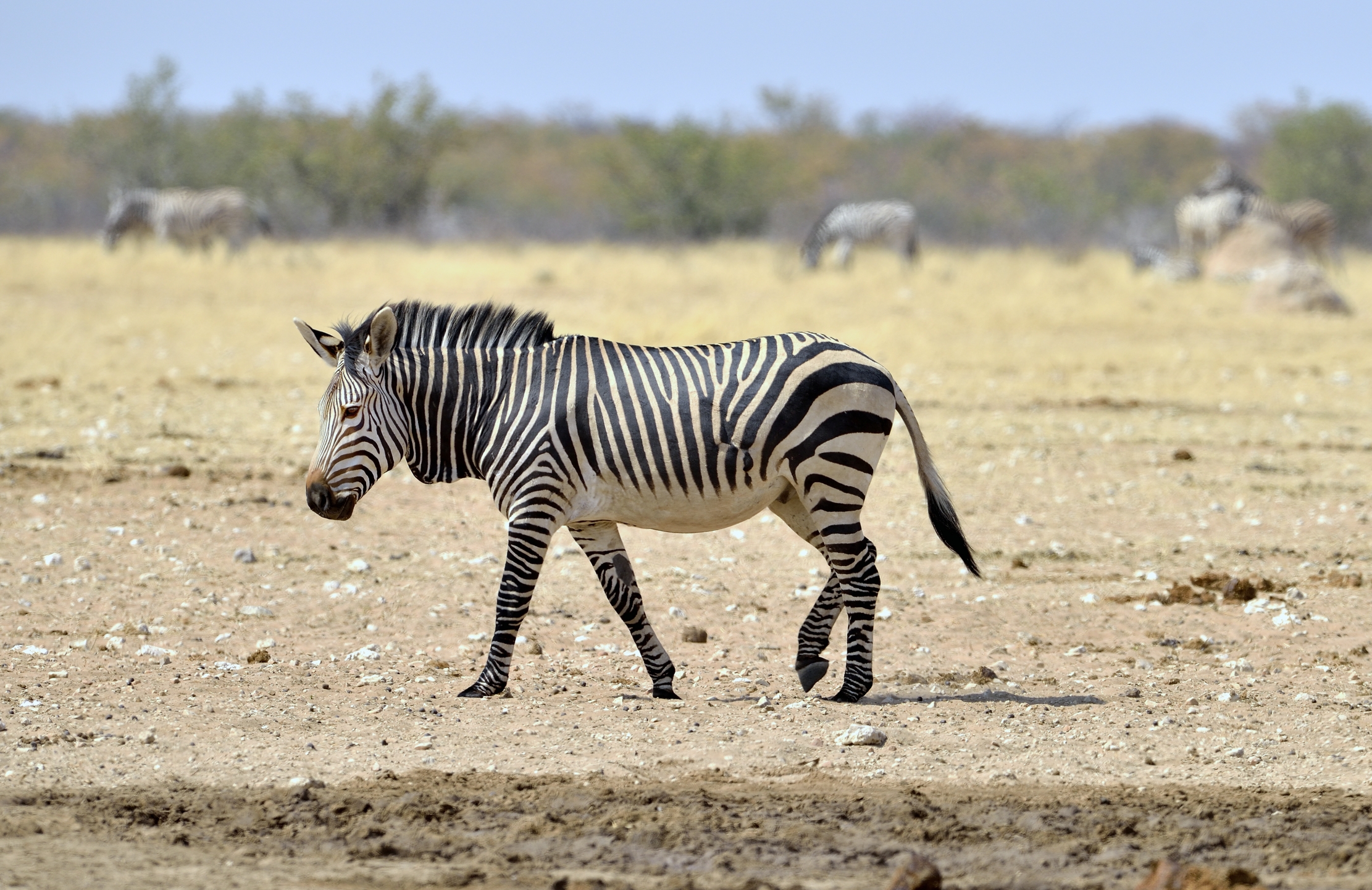 Etosha - Zebra di montagna (di Hartmann)