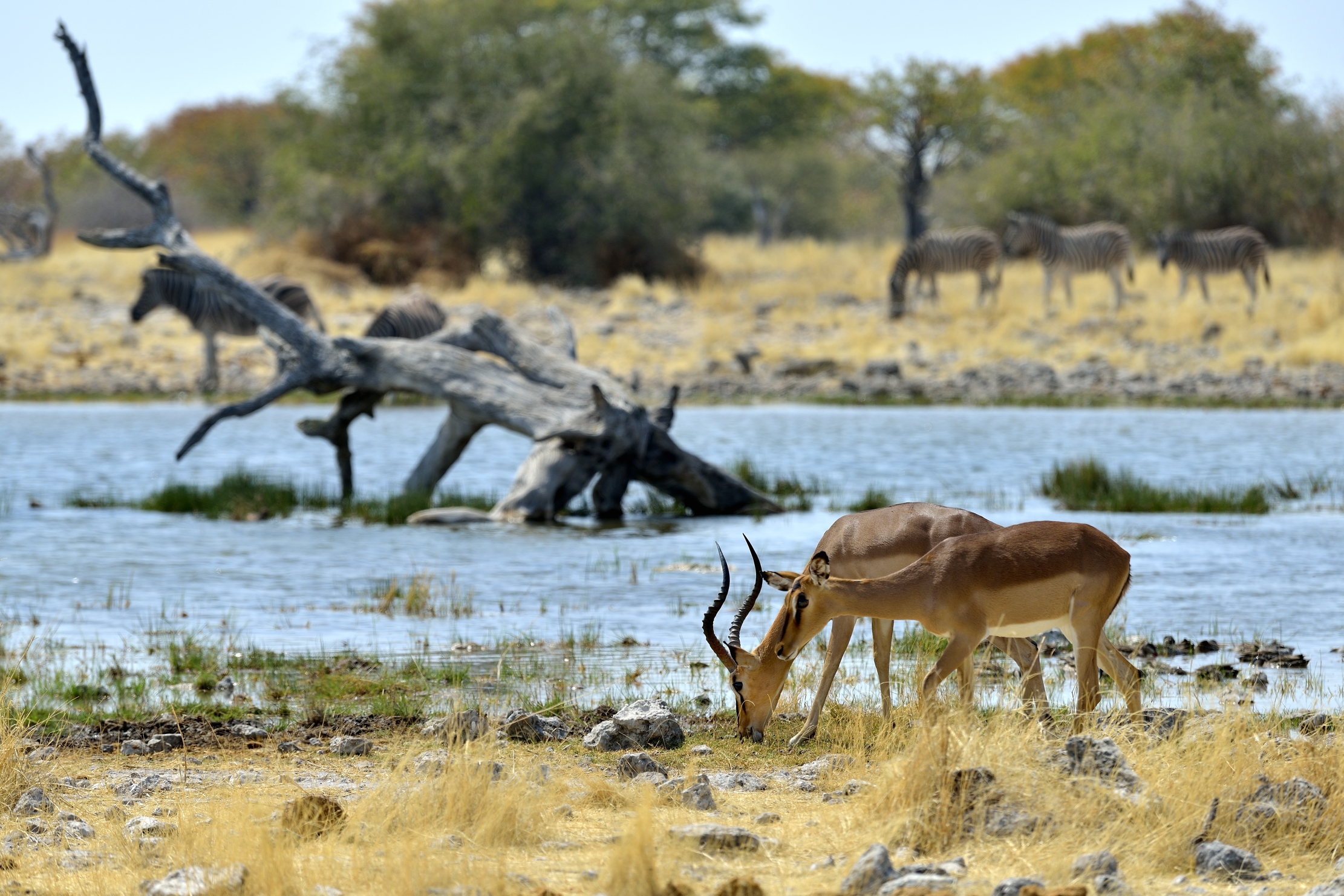 Etosha - Impala