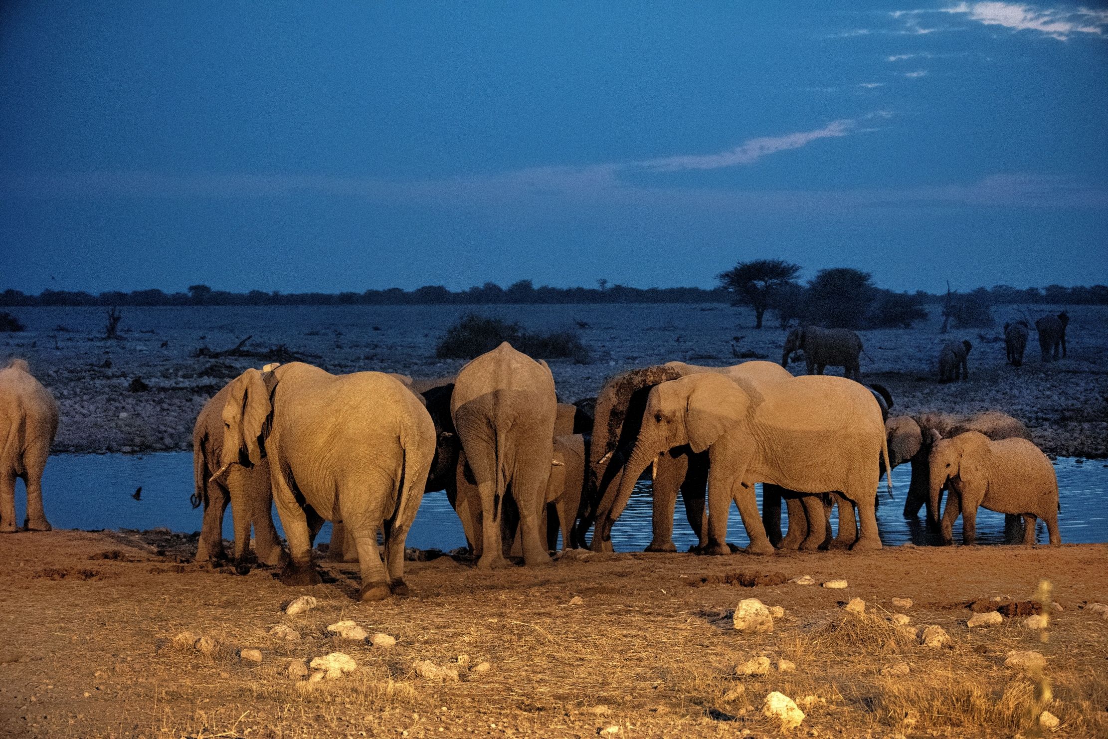 Etosha - Elefanti alla pozza di sera
