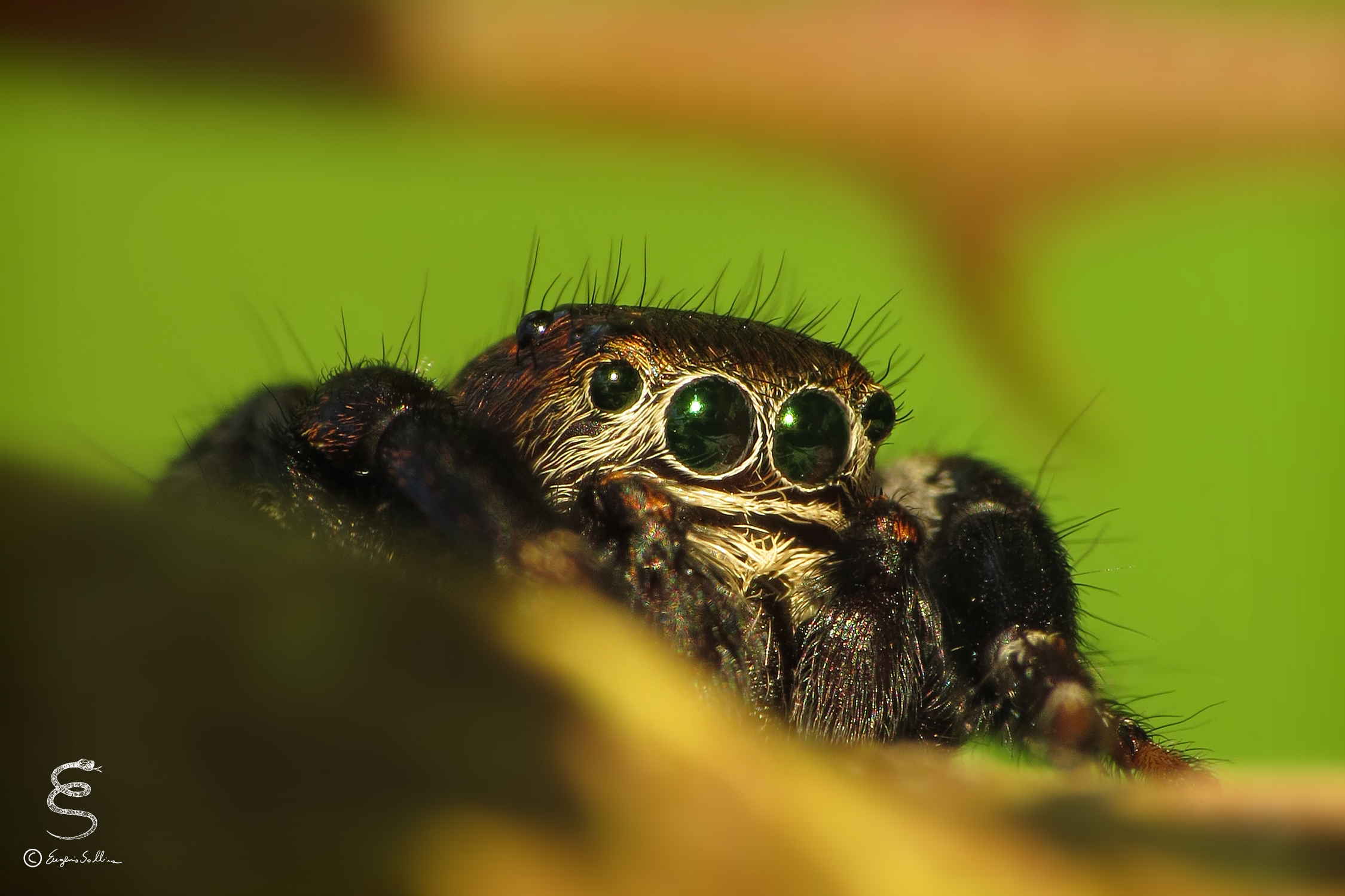 Jumping Spider