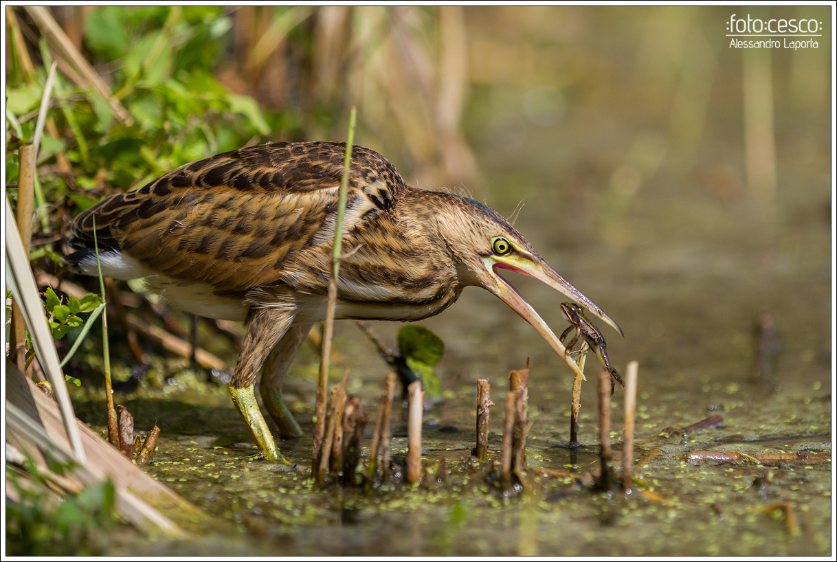 Ixobrychus minutus (Juv) - Little bittern - Bittern