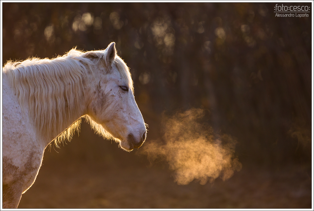 Camargue horse