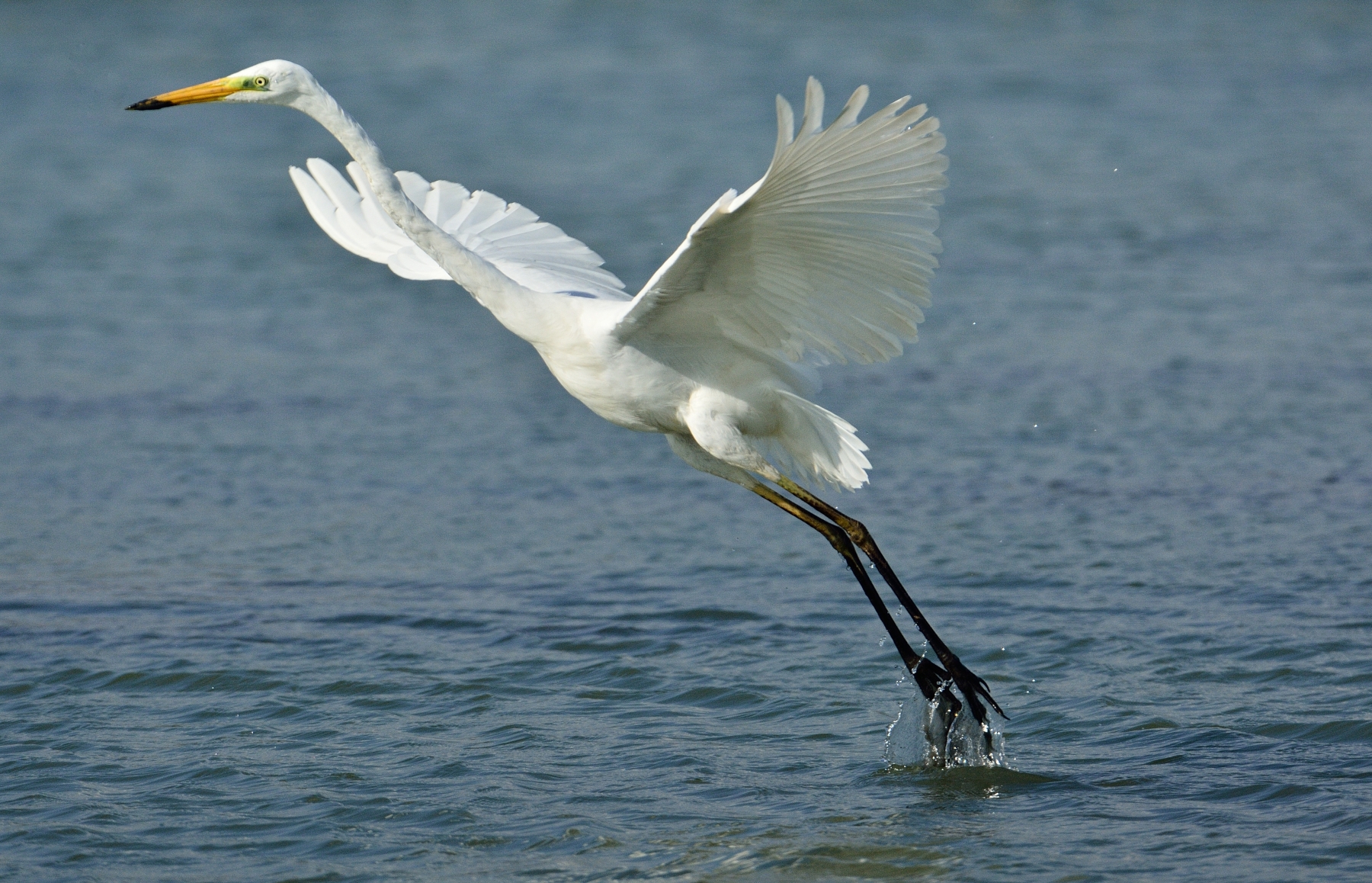 Great White Egret take-off