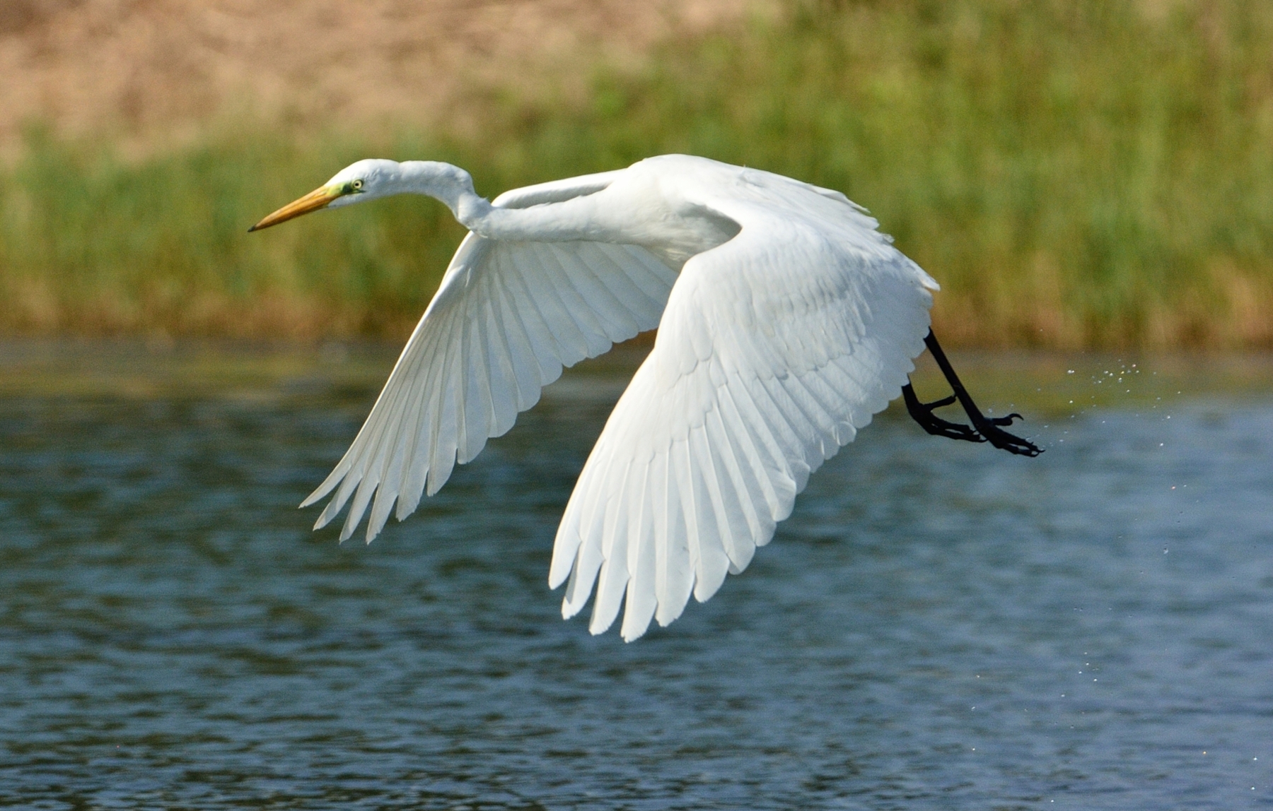 Airone bianco maggiore in volo