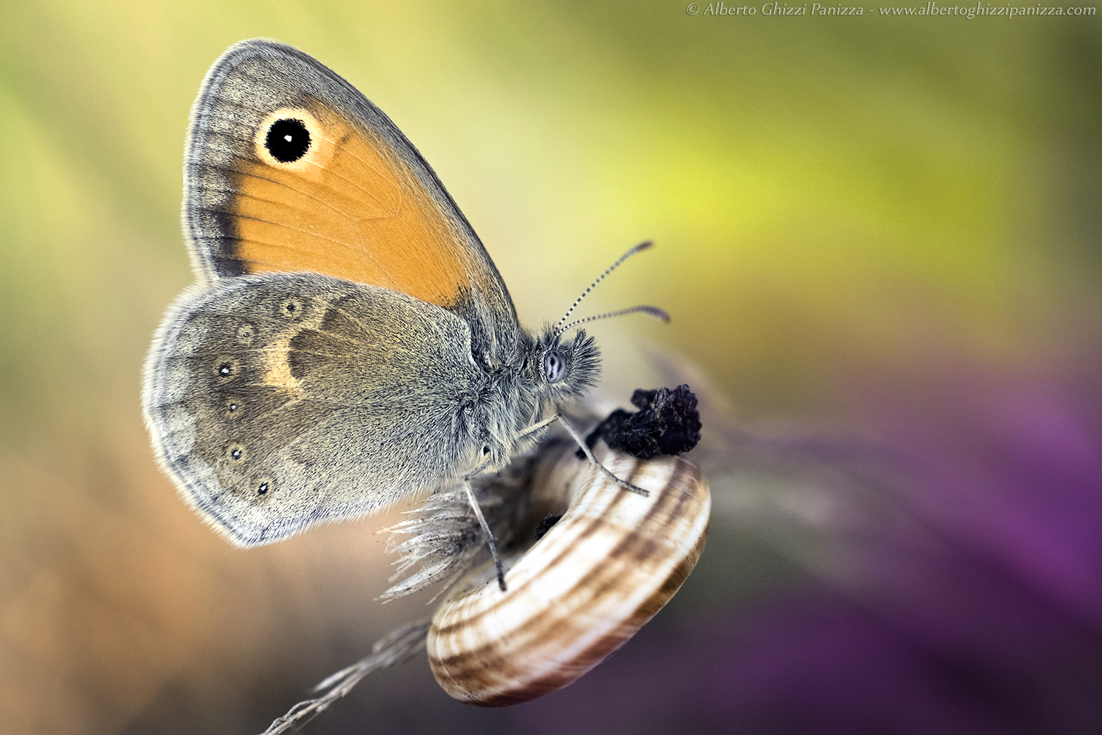 I probably should not eat it ...