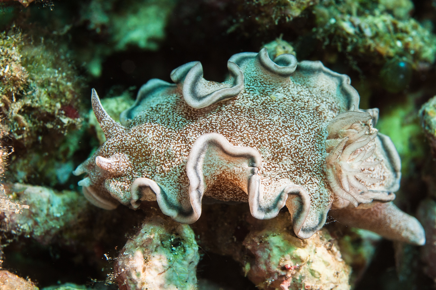 glossodoris hikuerensis